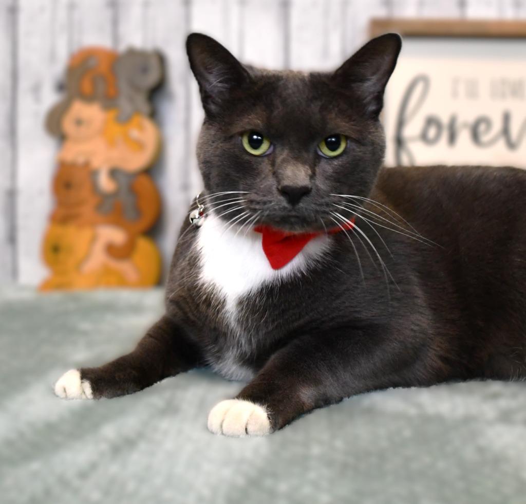 Enlarge Kio, a Adoptable mixed breed in Roanoke, TX image 3/3