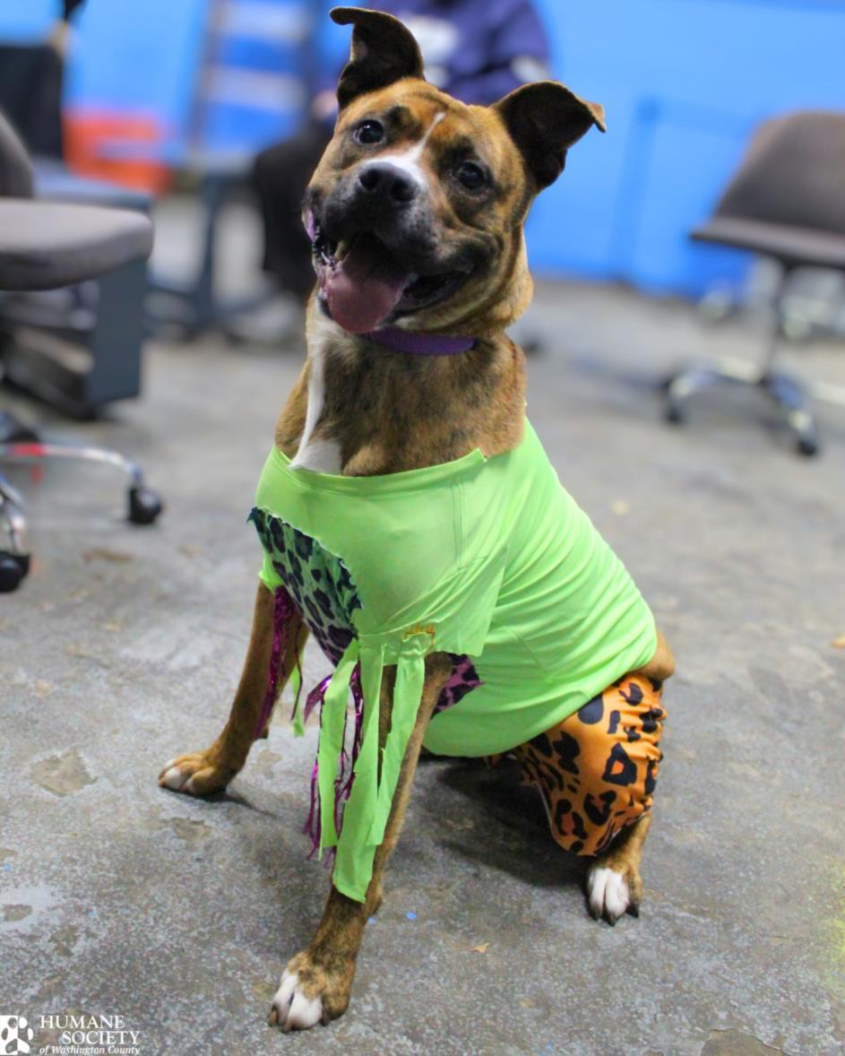 MACHO MAN RANDY SAVAGE, Adoptable, Young Male Pit Bull Terrier & Mixed Breed.