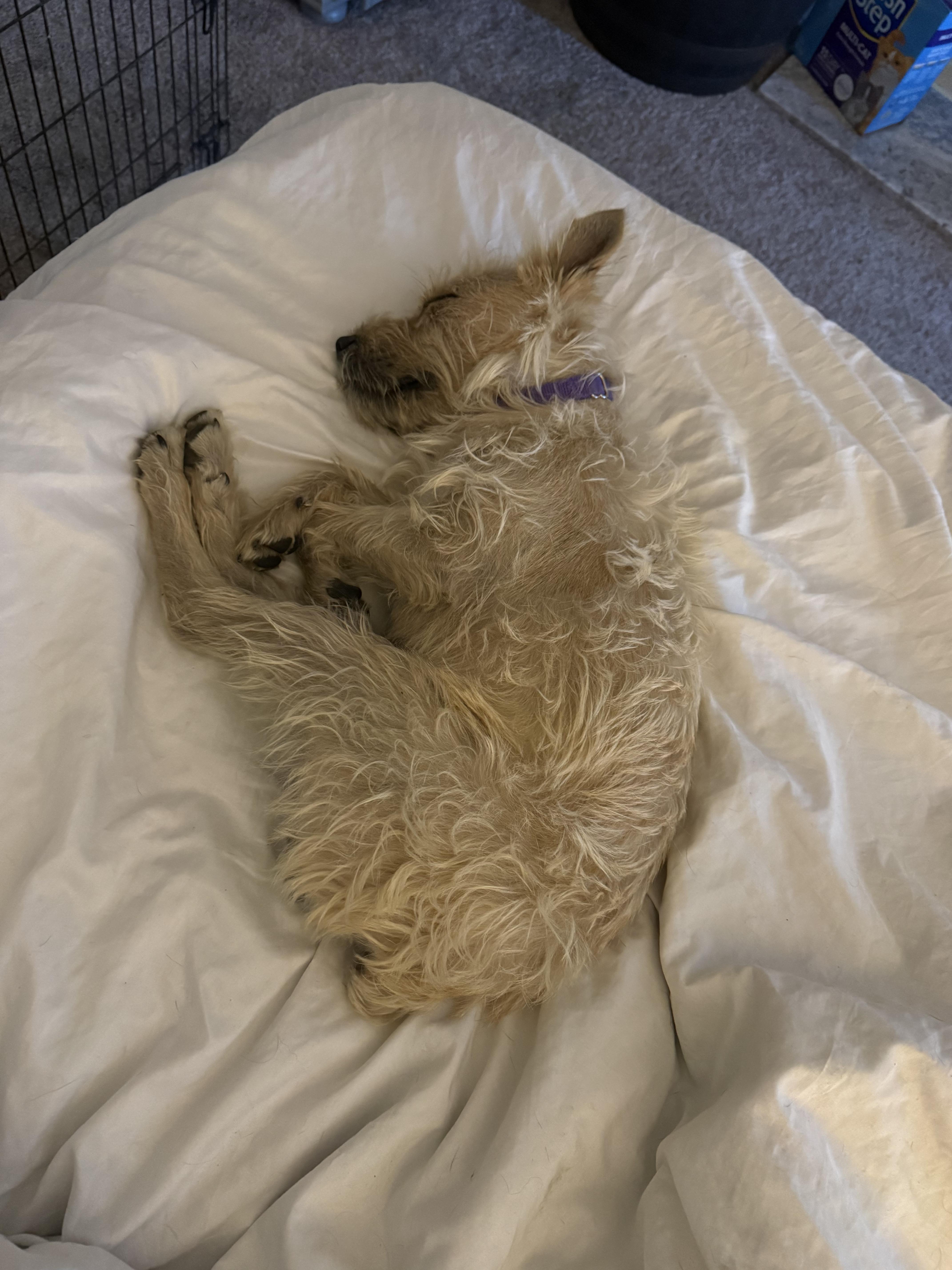 Enlarge Phoenix/"Pip" (I have a video!), a Adoptable mixed breed in Columbia, MD image 3/4