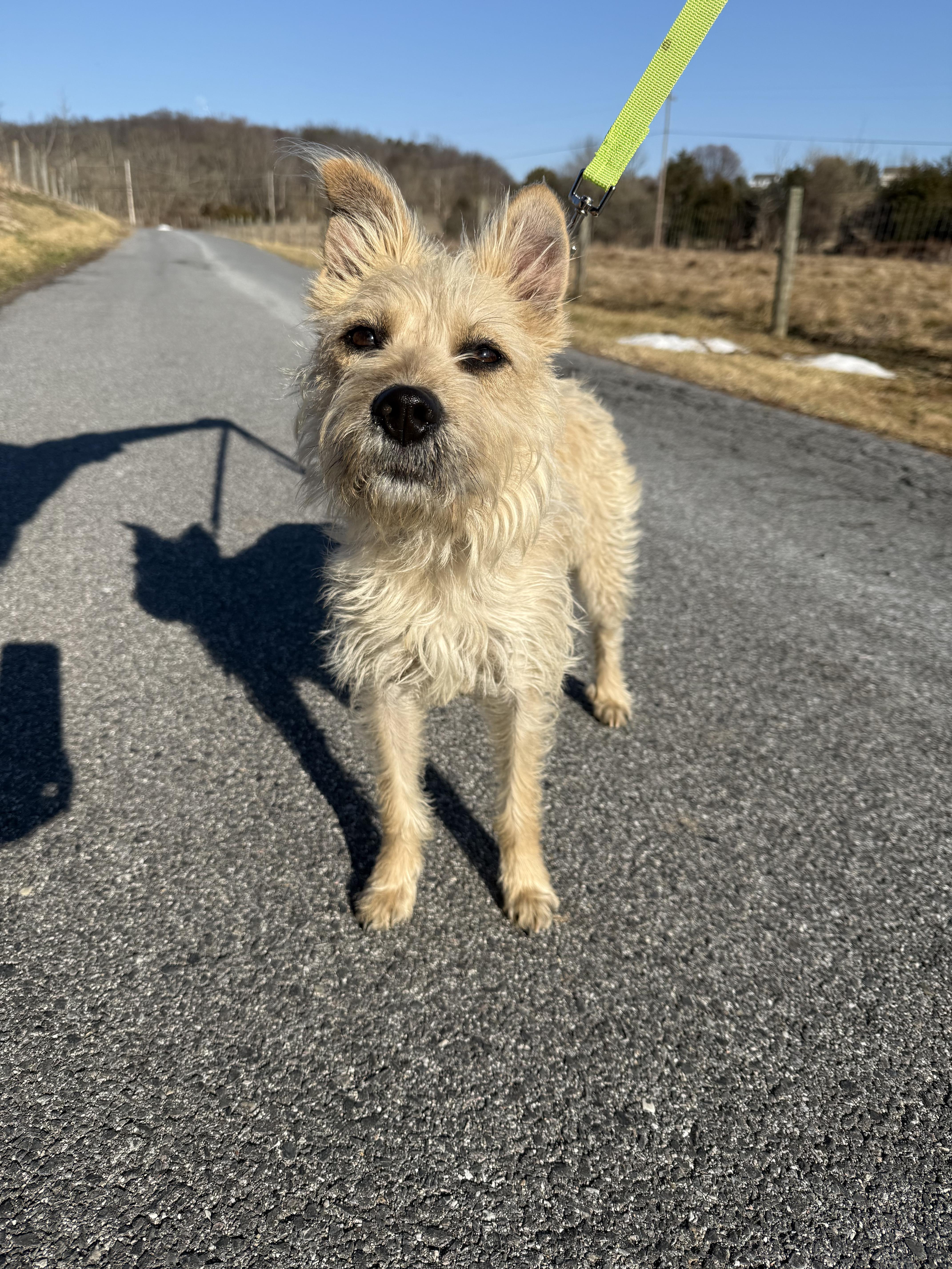 Enlarge Phoenix/"Pip" (I have a video!), a Adoptable mixed breed in Columbia, MD image 2/4