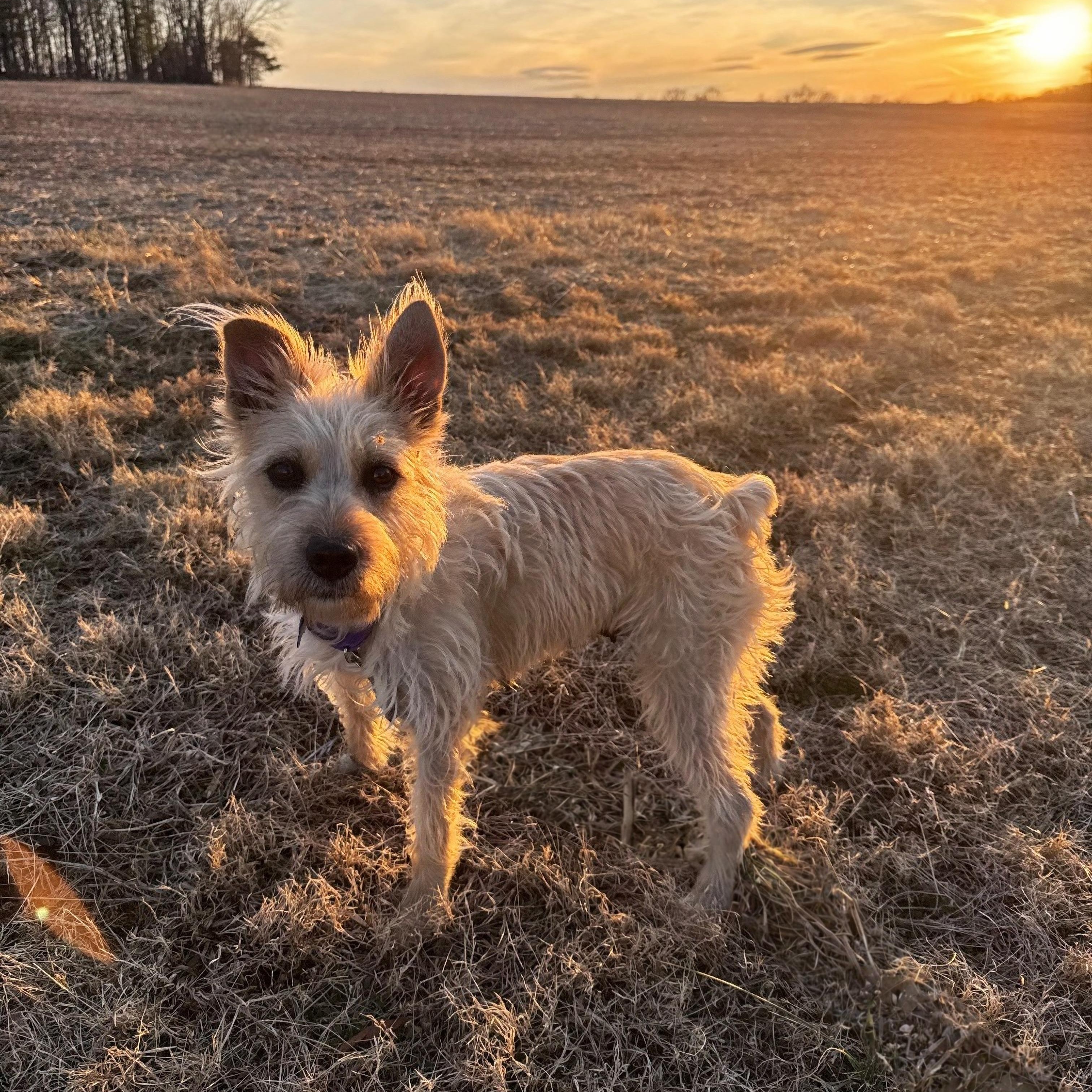 Phoenix/"Pip" (I have a video!), Adoptable, Adult Female Schnauzer & Mixed Breed.
