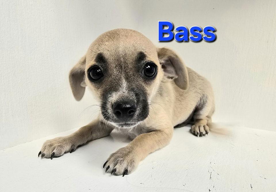 Enlarge Bass, a Adopted Chihuahua in Modesto, CA image 1/1