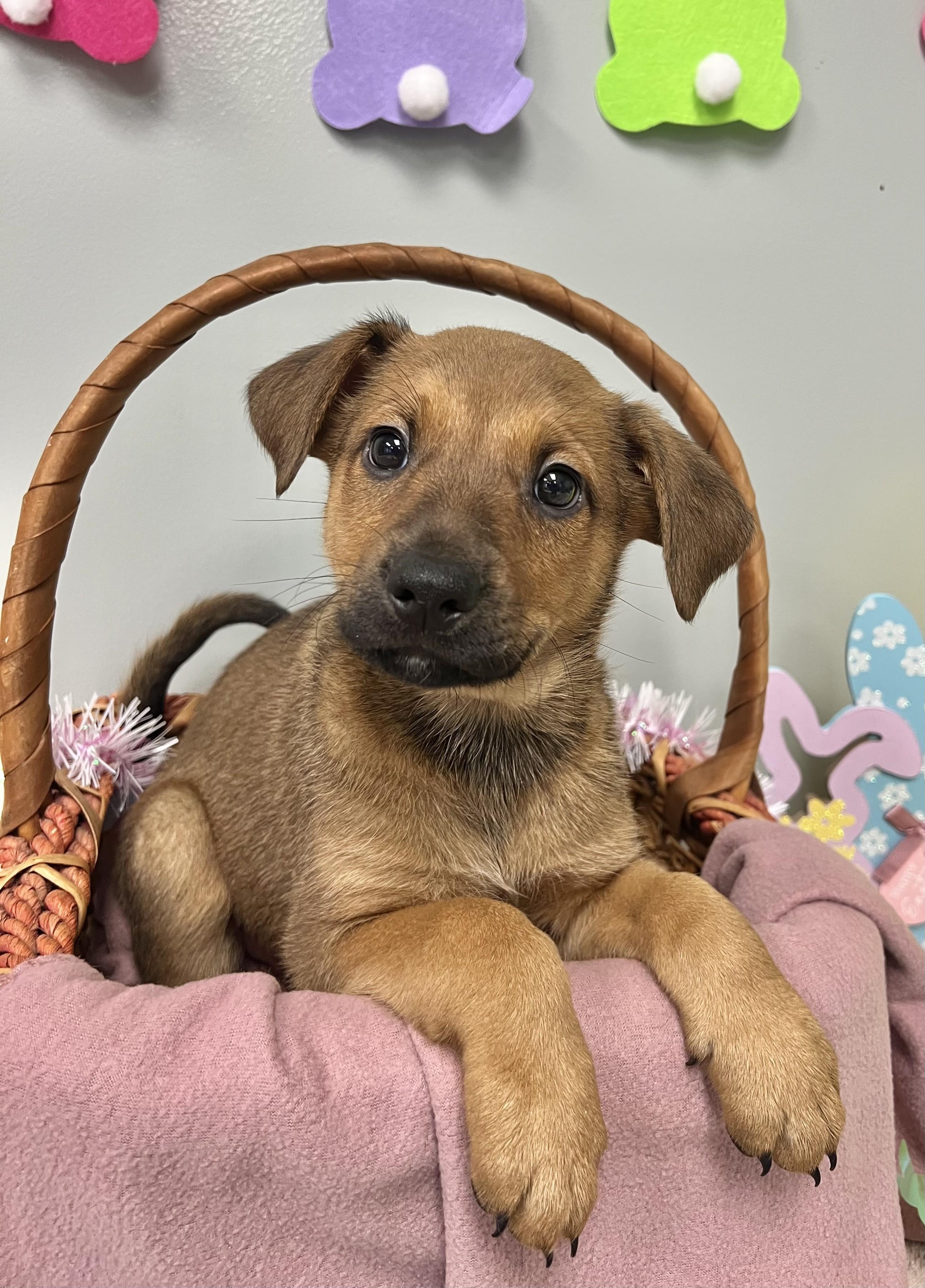 TIMBER, adopted, Puppy Male Mixed Breed.