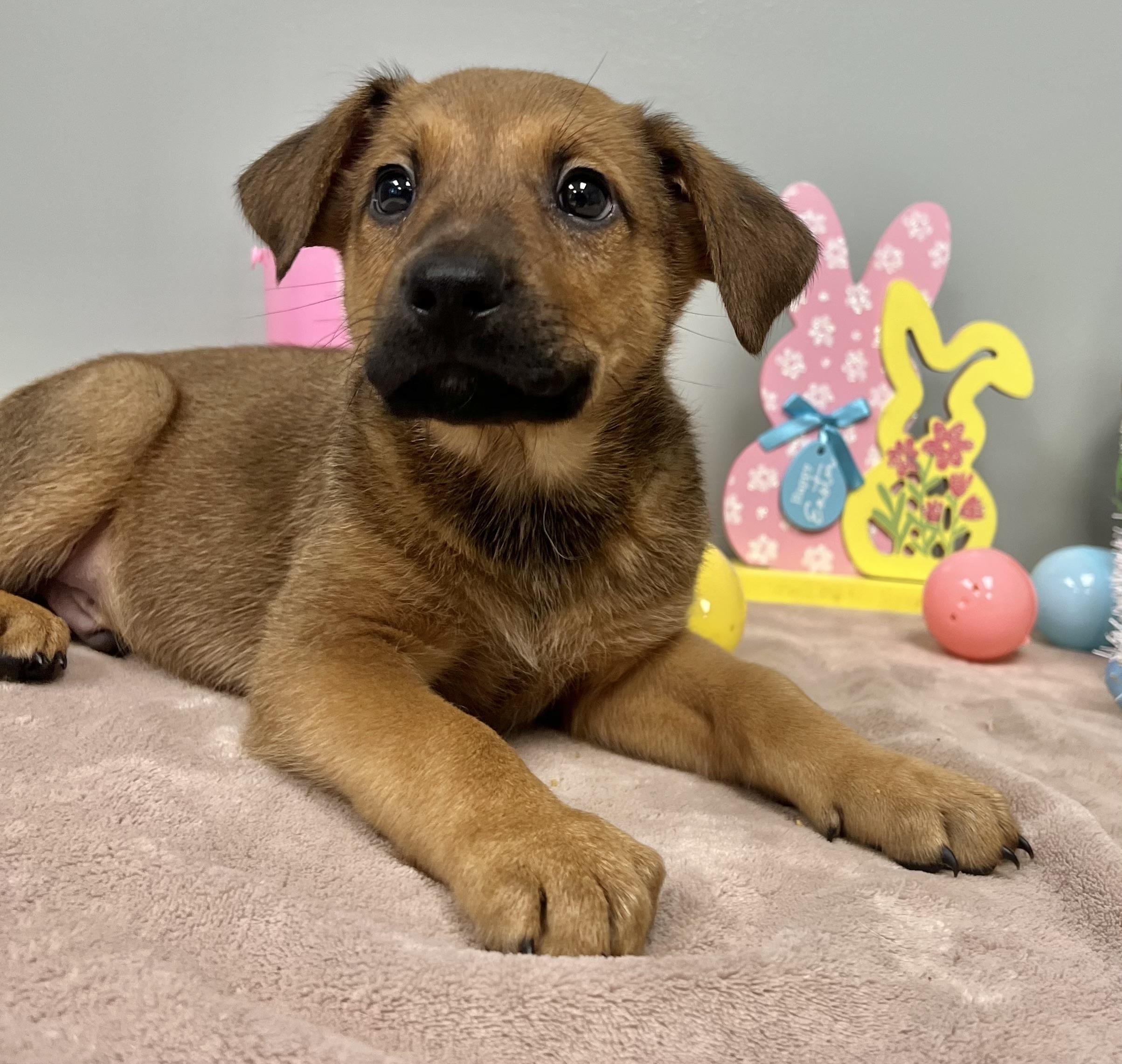Enlarge TIMBER, an adopted Mixed Breed in Belmont, NY image 2/3