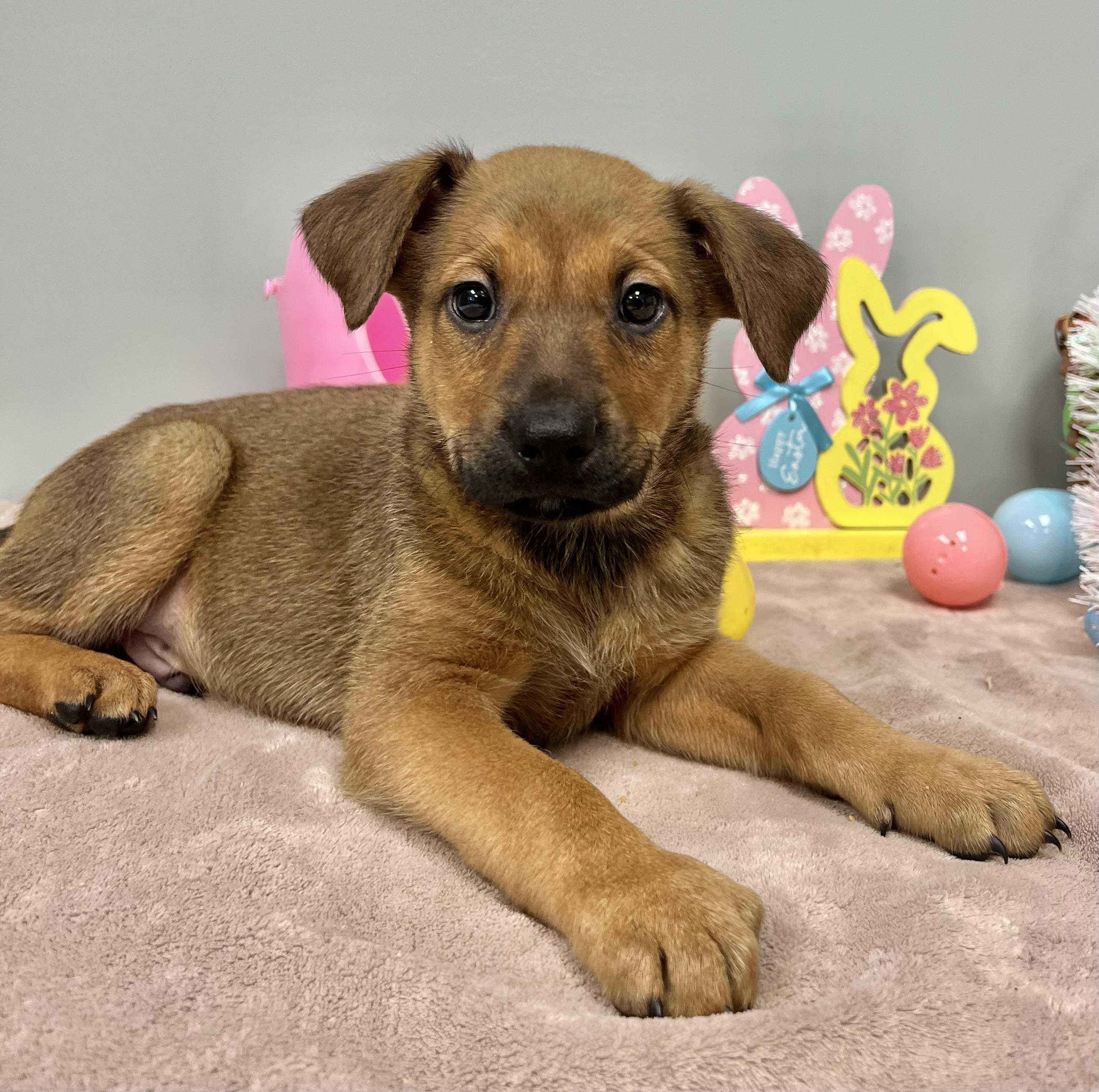 Enlarge TIMBER, an adopted Mixed Breed in Belmont, NY image 3/3
