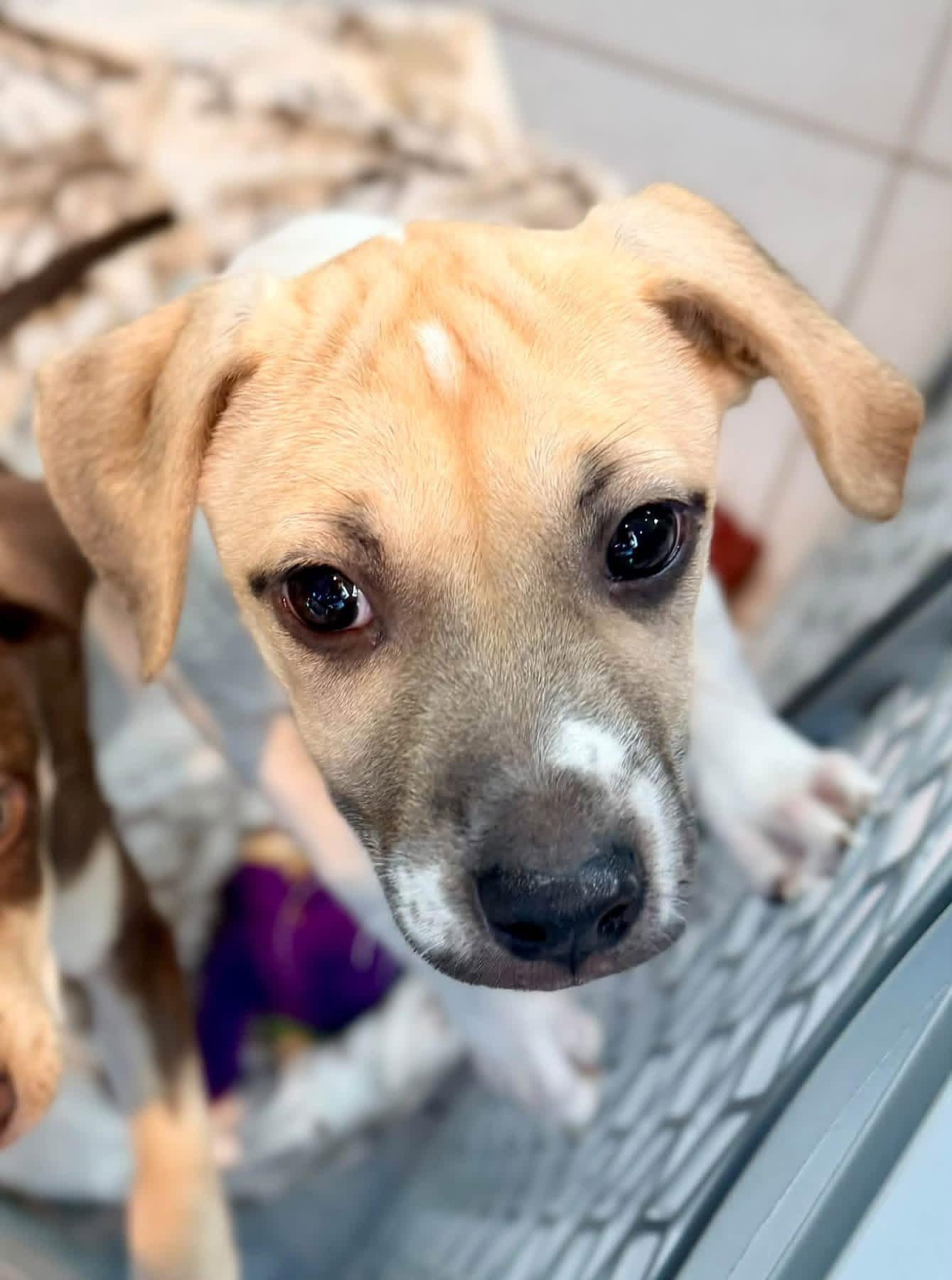 Enlarge Sprig, a Adoptable Terrier in New London, WI image 2/3