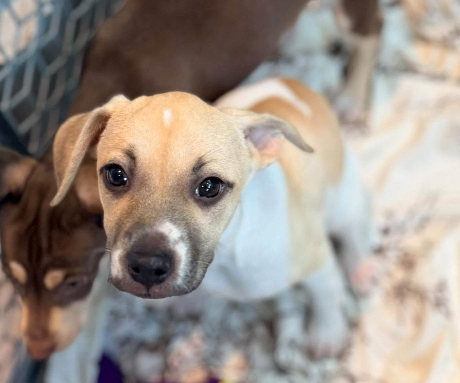 Enlarge Sprig, a Adoptable Terrier in New London, WI image 1/3