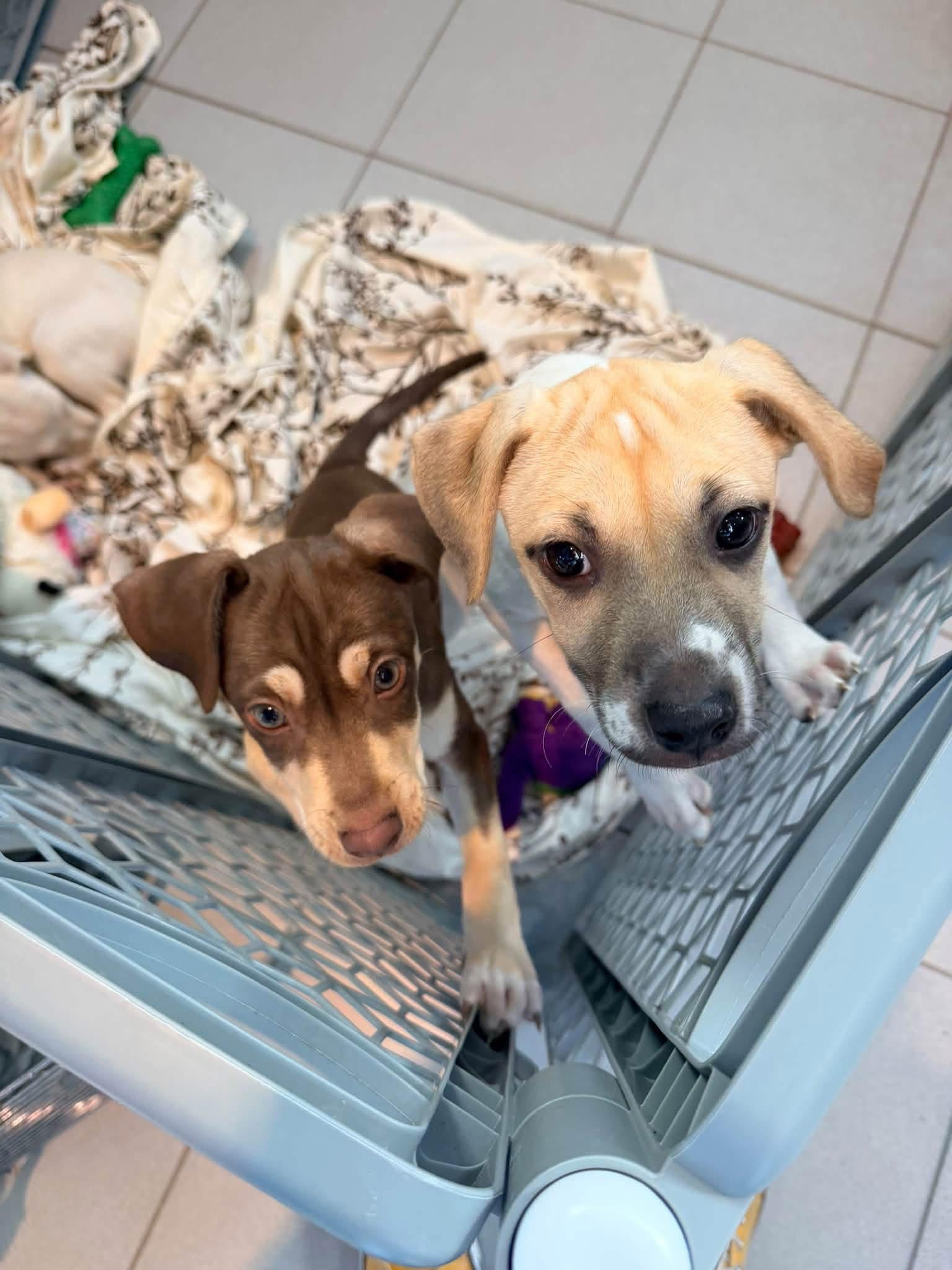 Enlarge Sprig, a Adoptable Terrier in New London, WI image 3/3