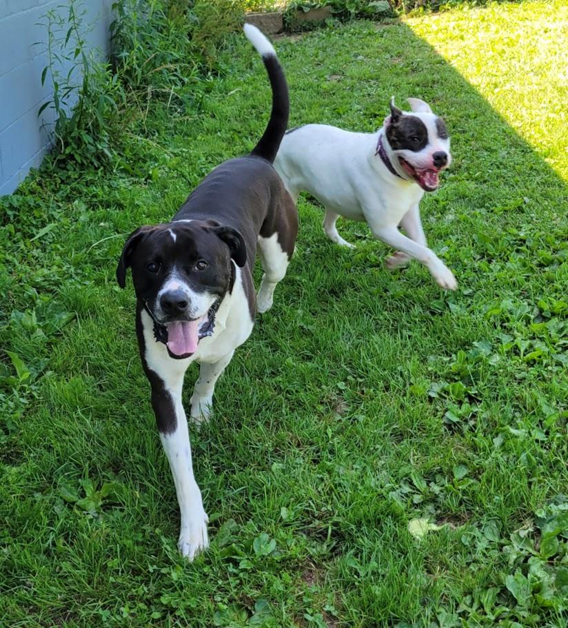 Enlarge Moon, a Adoptable mixed breed in Lisbon, OH image 2/4