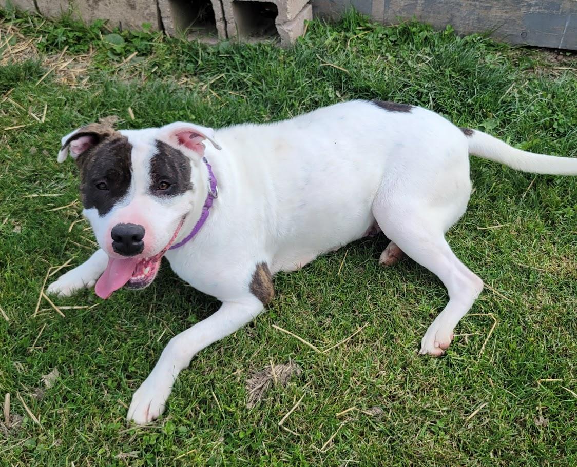 Enlarge Moon, a Adoptable mixed breed in Lisbon, OH image 3/4