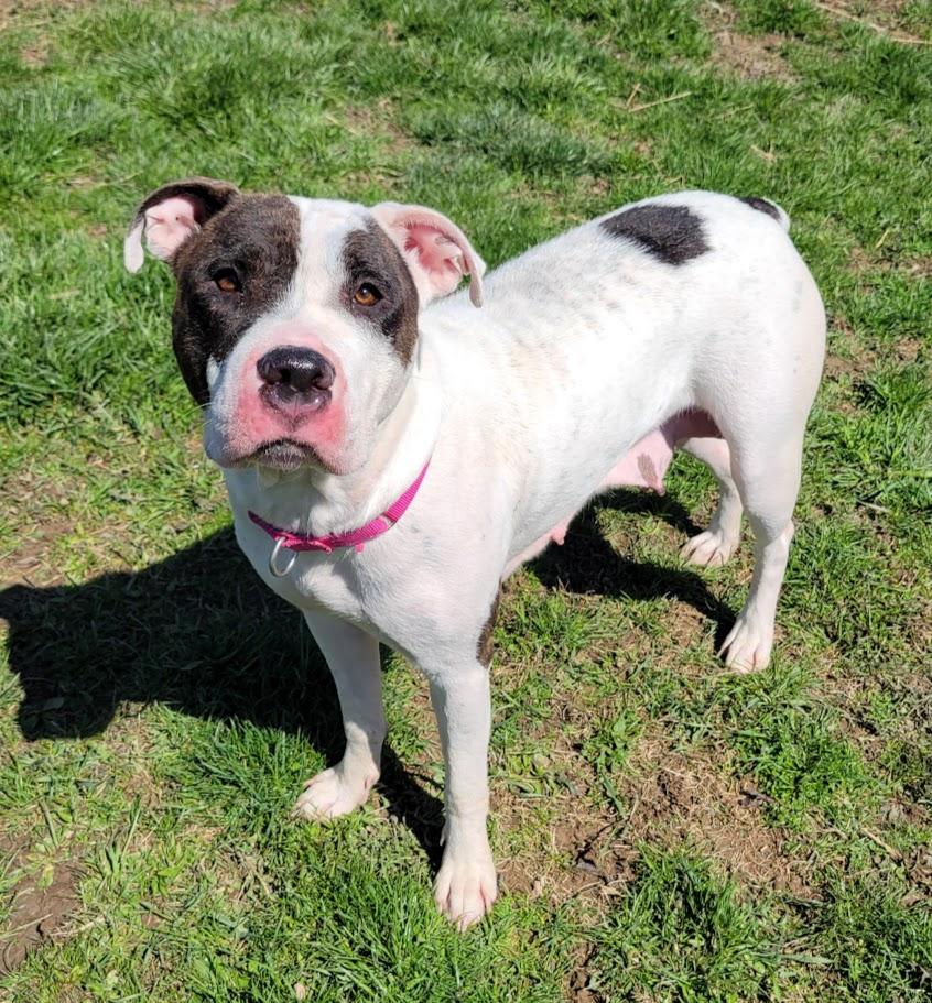 Moon, Adoptable, Adult Female American Bulldog.