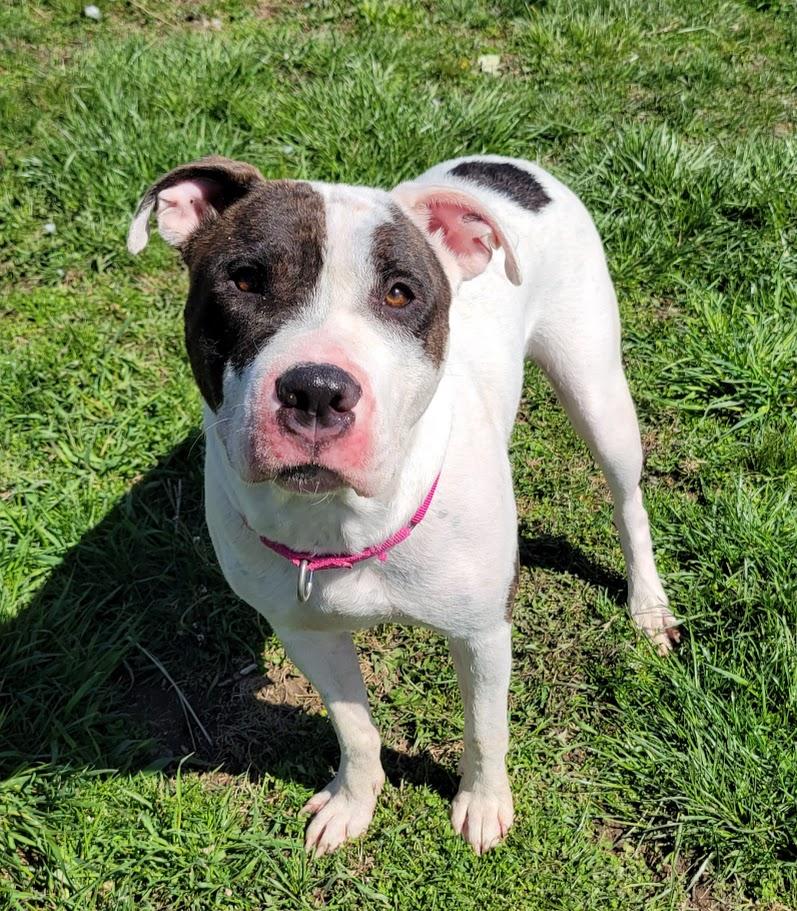 Enlarge Moon, a Adoptable mixed breed in Lisbon, OH image 4/4