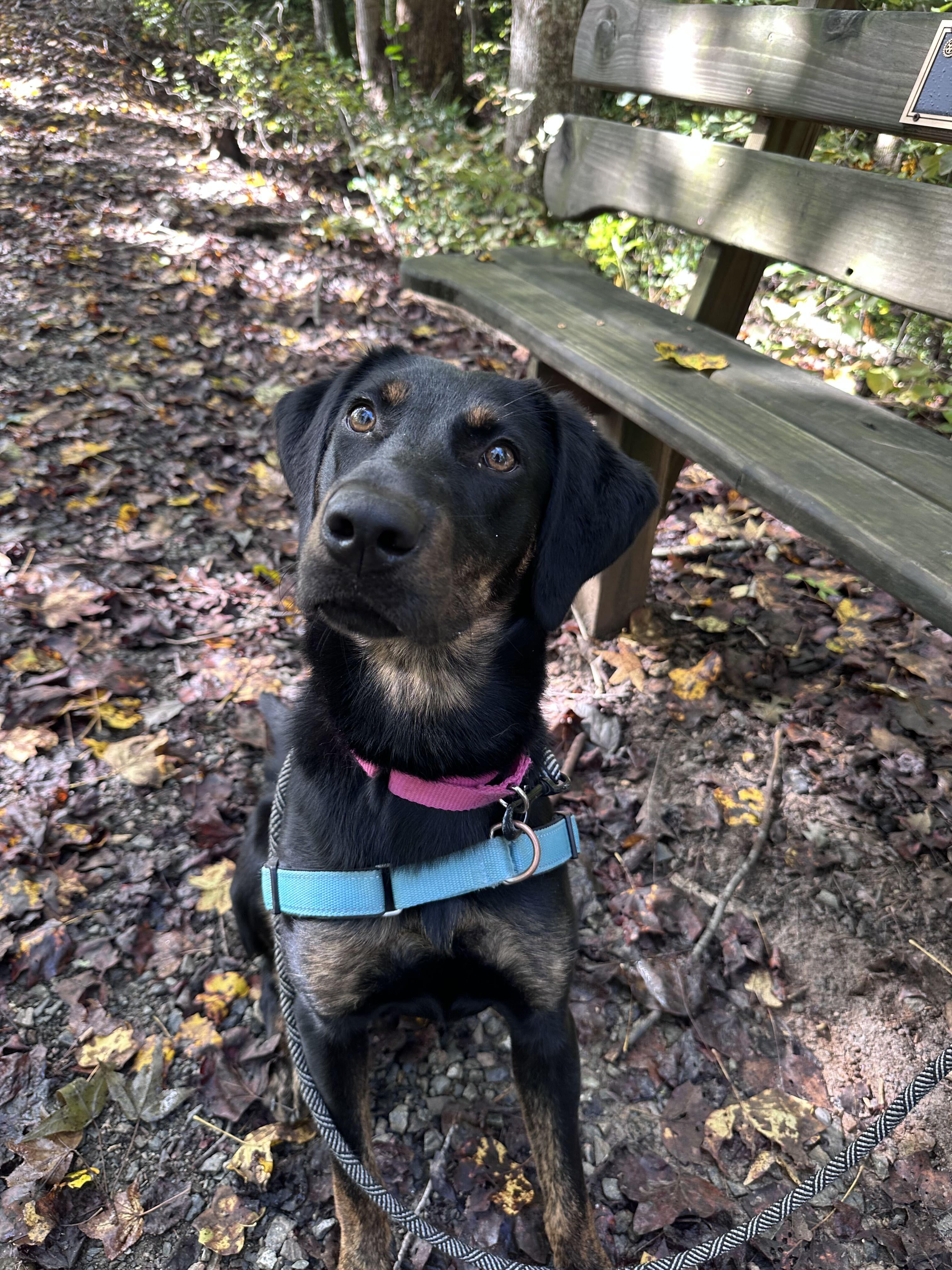 Enlarge Hallie, a Adoptable mixed breed in Maidens, VA image 2/4