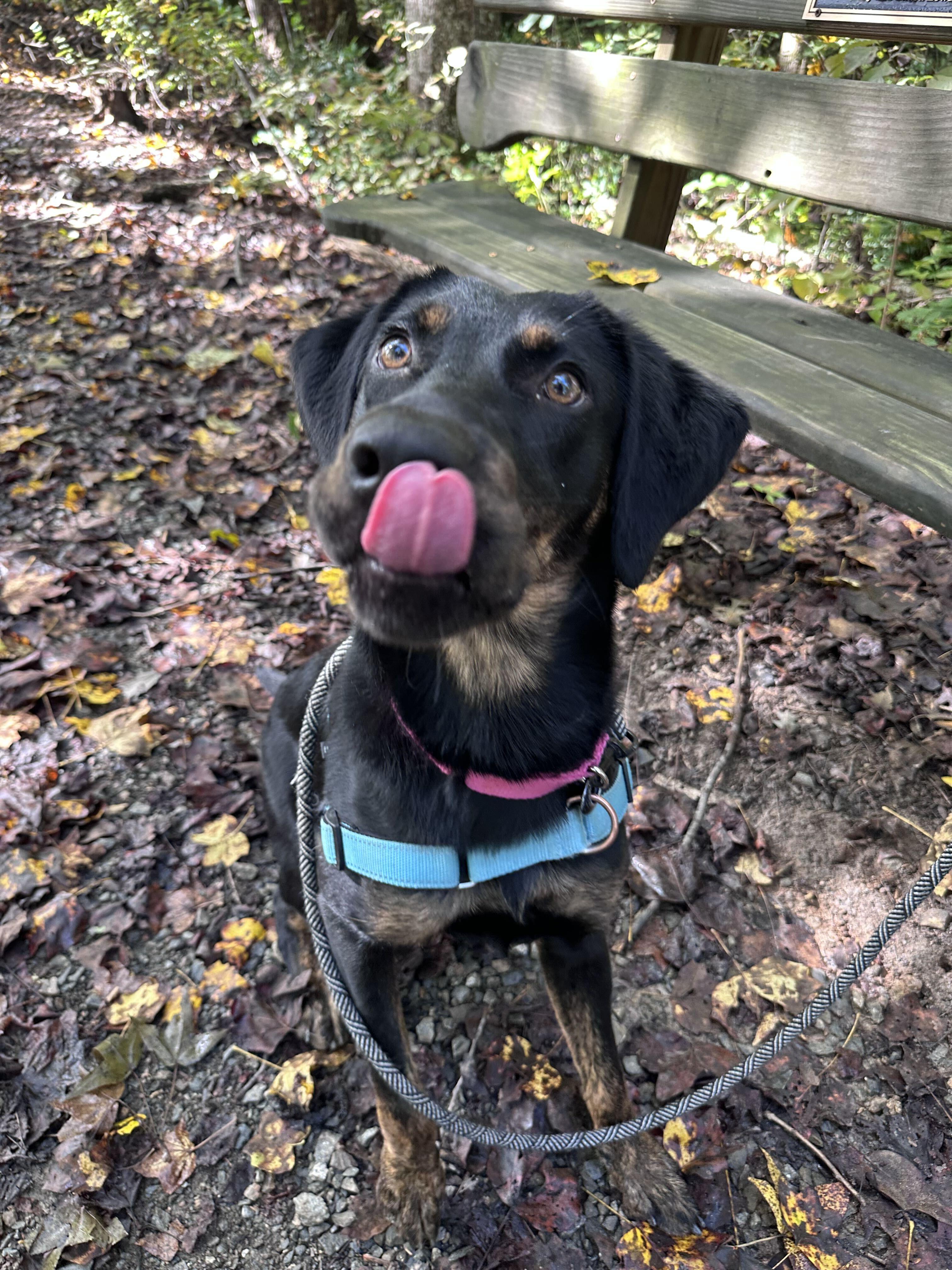 Enlarge Hallie, a Adoptable mixed breed in Maidens, VA image 3/4