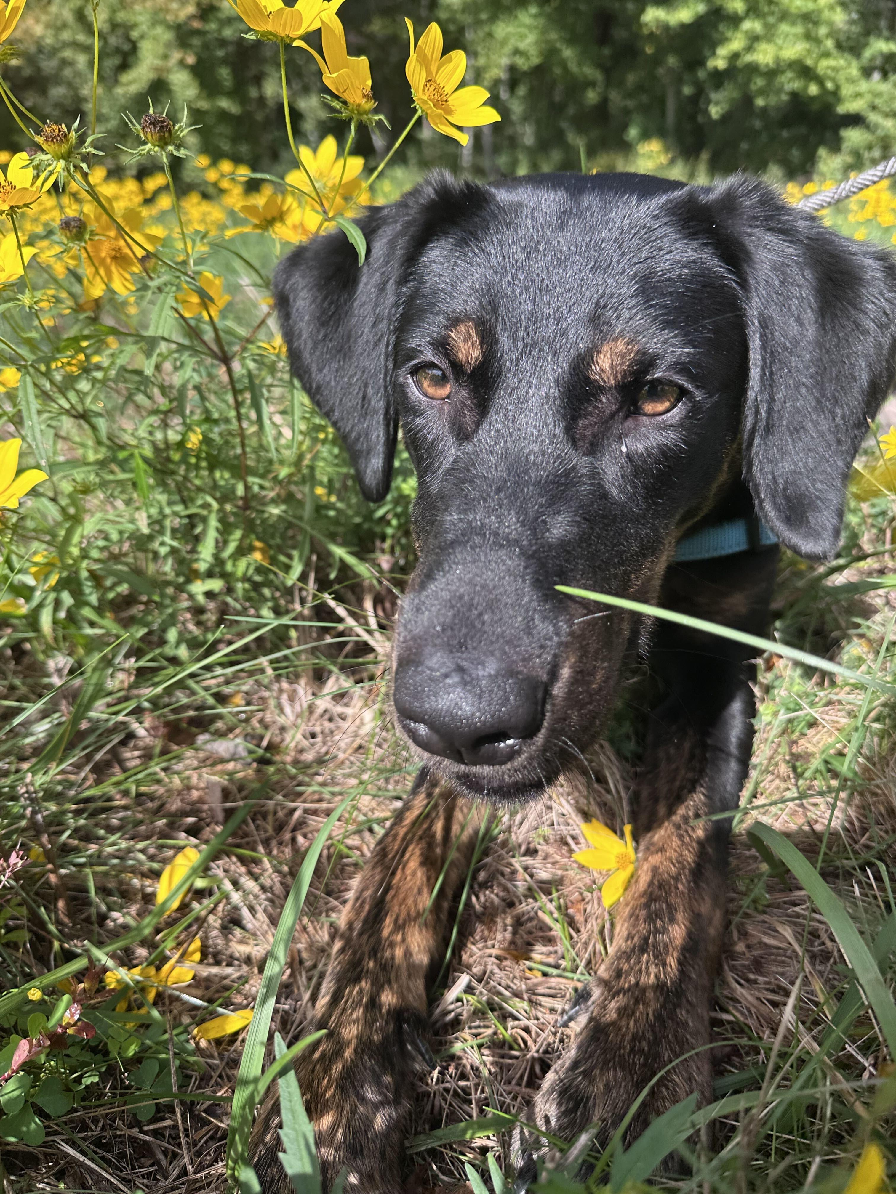 Enlarge Hallie, a Adoptable mixed breed in Maidens, VA image 4/4