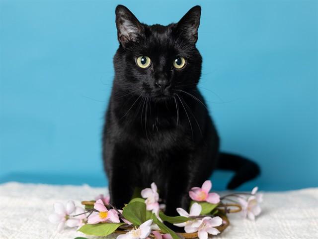Enlarge JUNIPER, a Adoptable Domestic Short Hair in Ames, IA image 1/1