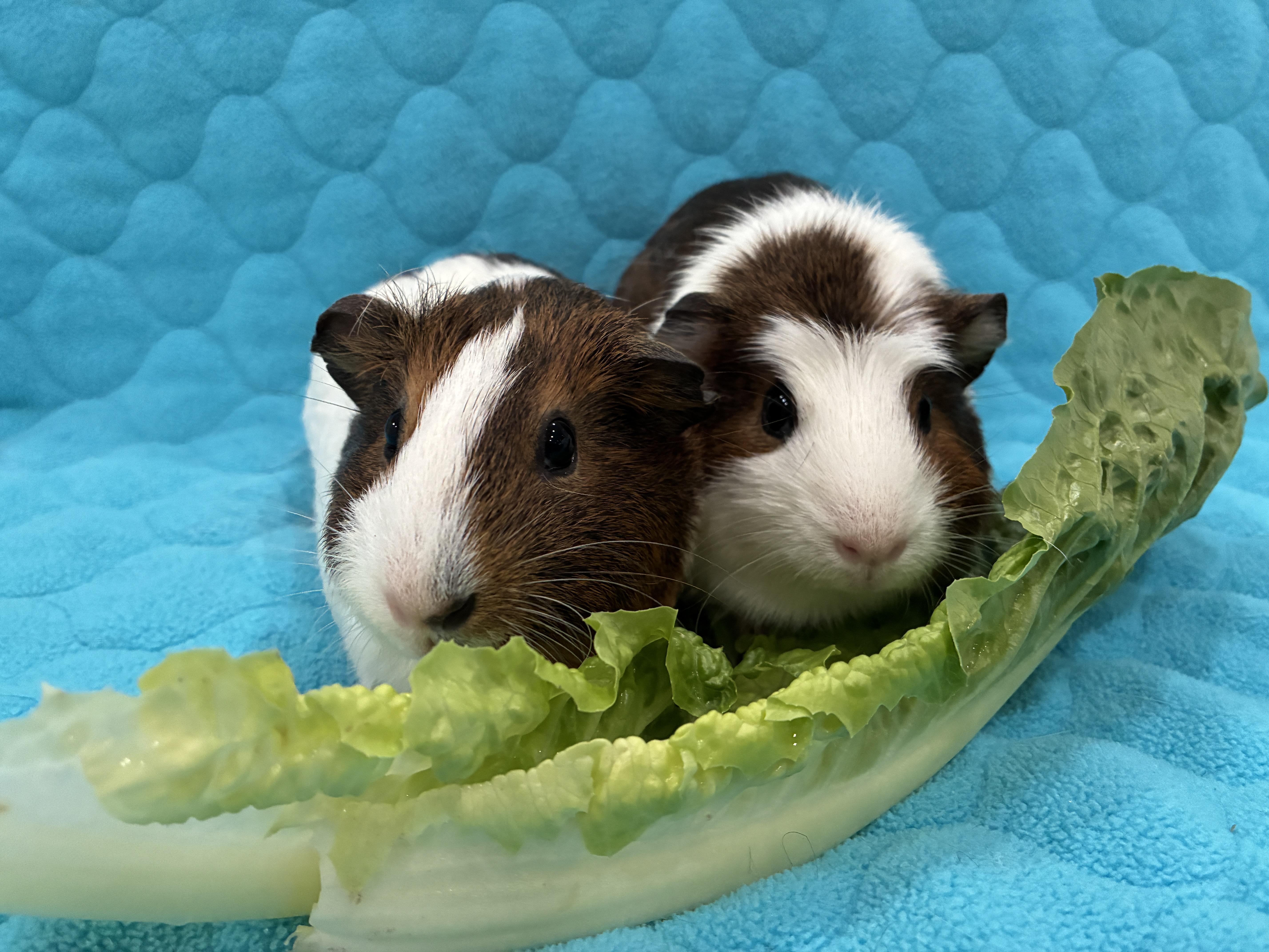 Enlarge Suki & Mochi, a Adoptable Guinea Pig in Upland, CA image 3/3