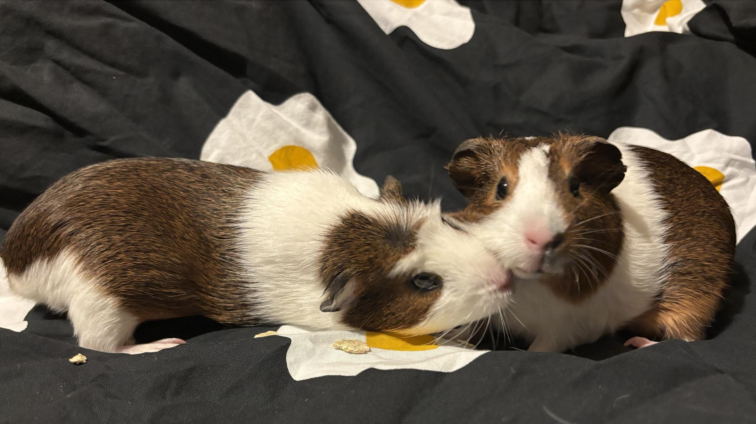 Suki & Mochi, Adoptable, Young Female Guinea Pig.