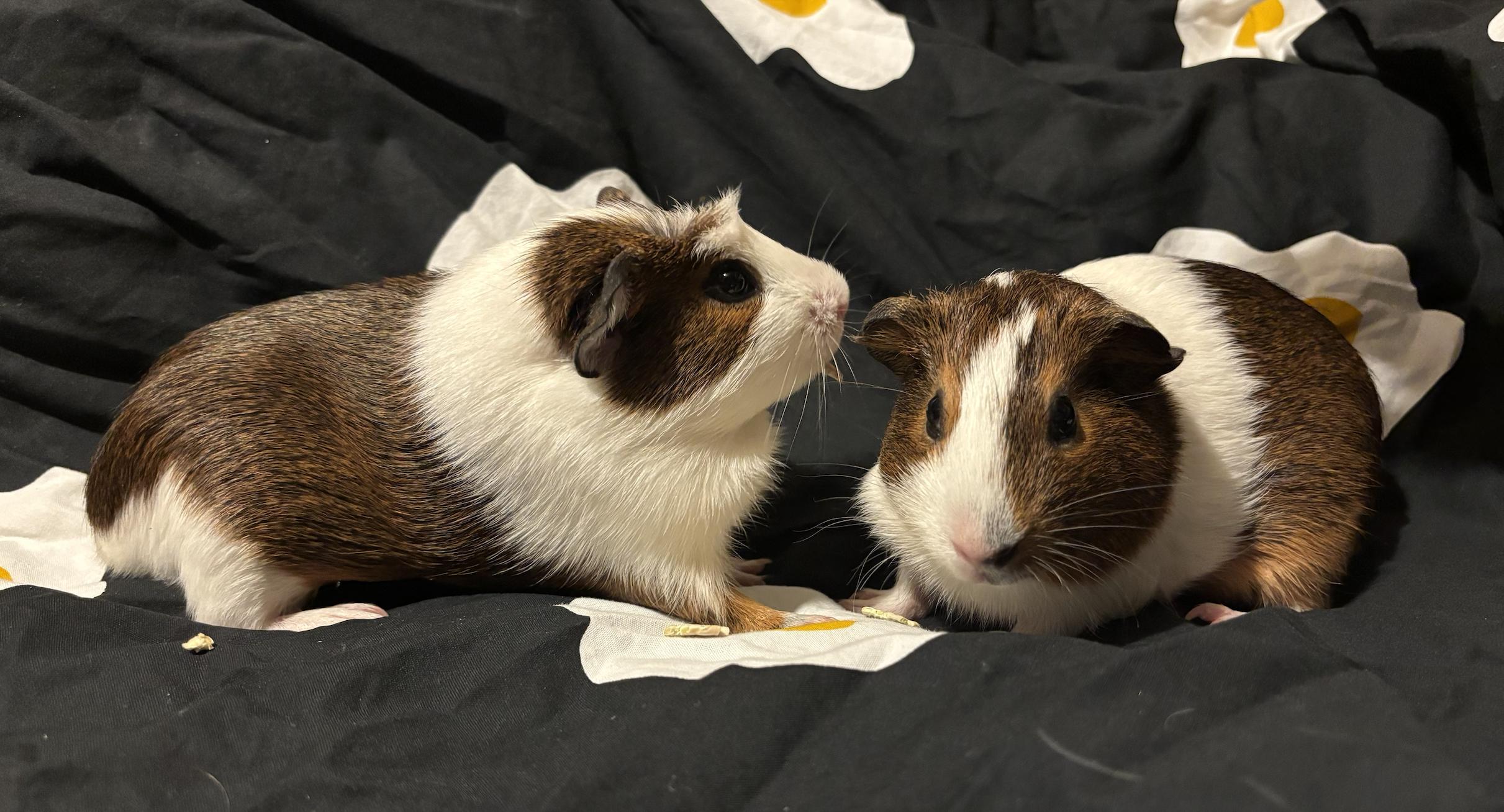 Enlarge Suki & Mochi, a Adoptable Guinea Pig in Los Angeles, CA image 2/2
