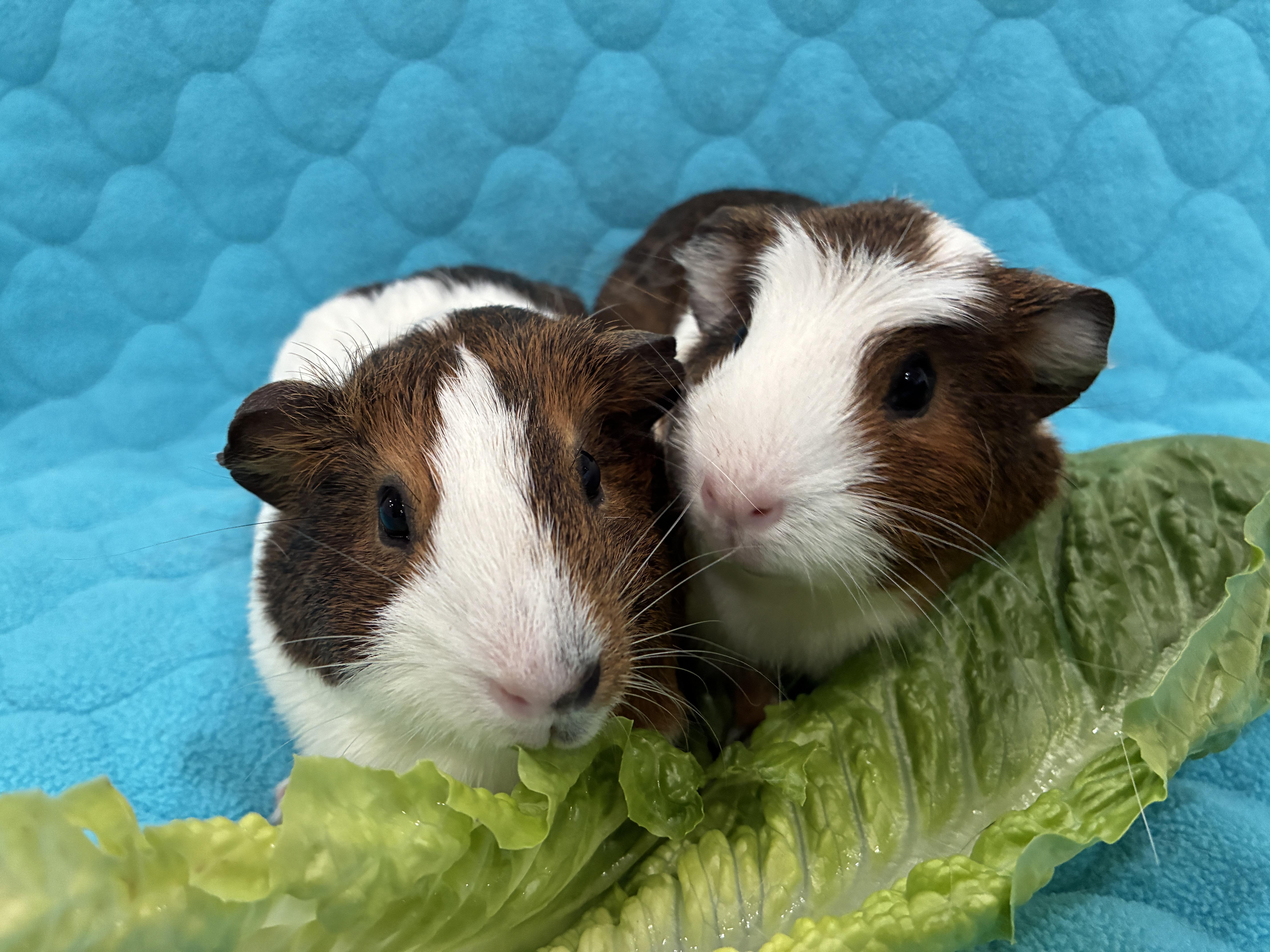 Enlarge Suki & Mochi, a Adoptable Guinea Pig in Upland, CA image 1/3