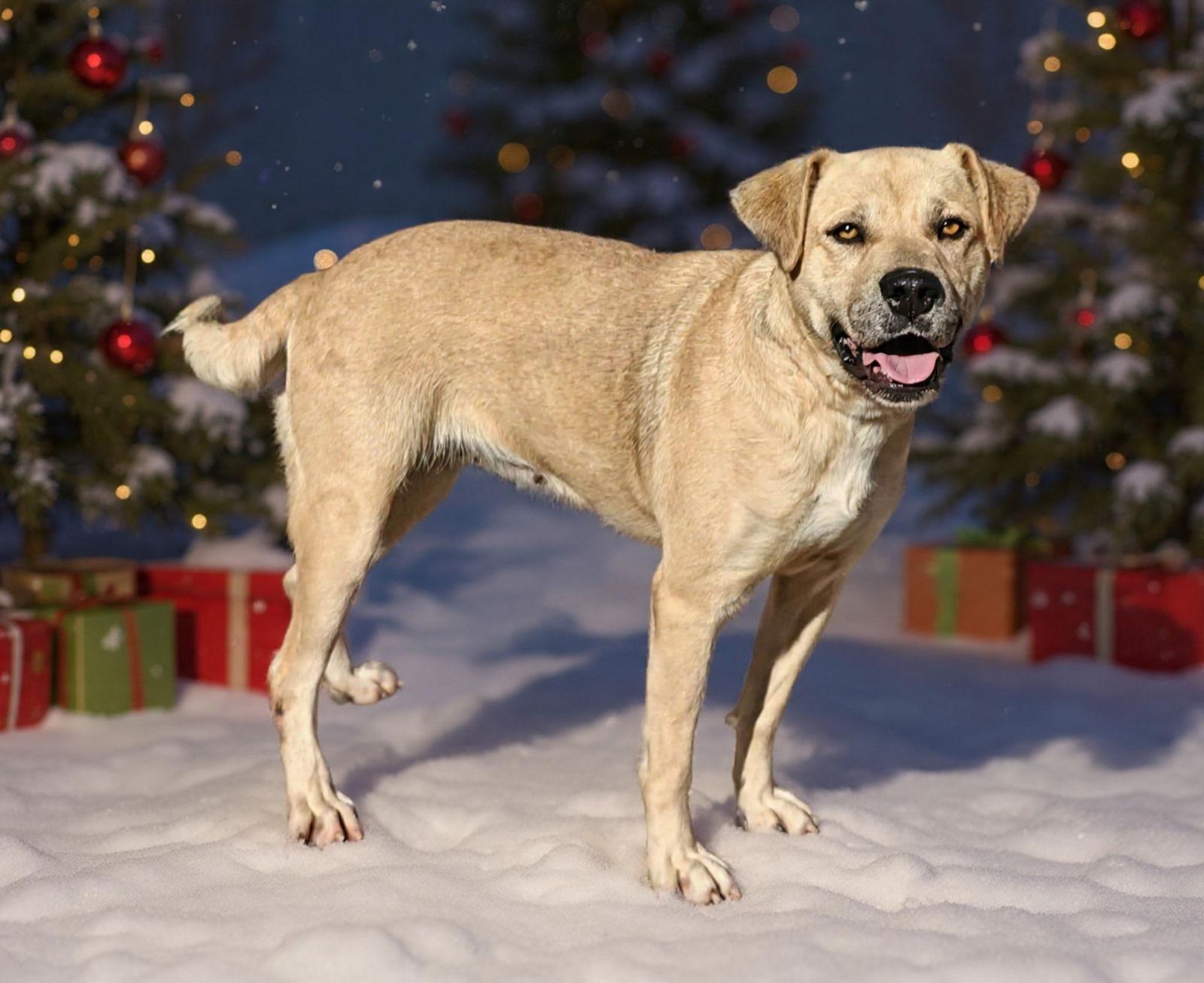 Enlarge Dolly 25/840, a Adoptable Labrador Retriever in Talladega, AL image 2/3