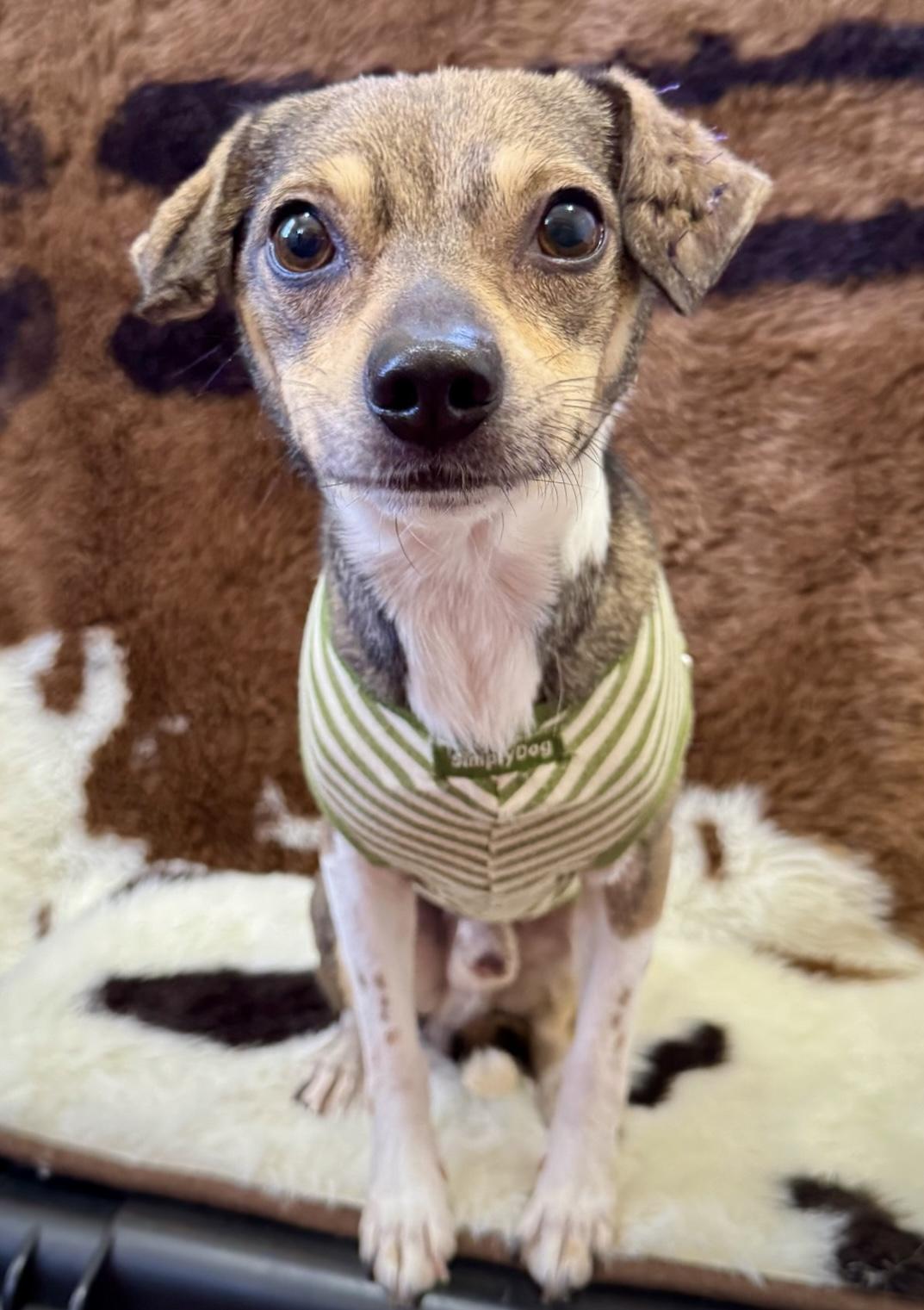 Bobby, ADOPTABLE, Young Male Terrier.