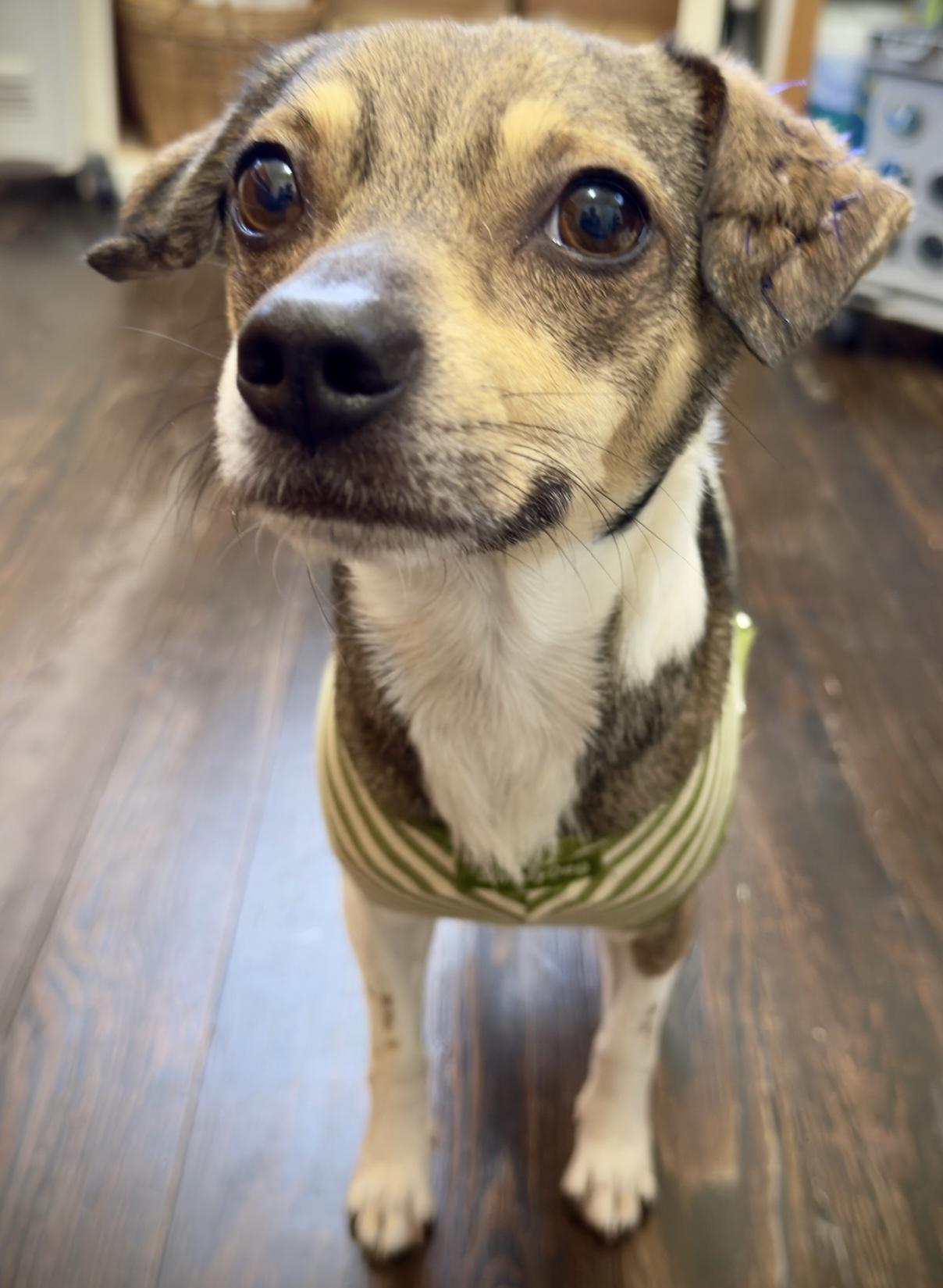 Enlarge Bobby, a ADOPTABLE mixed breed in Lawrenceville, GA image 5/5