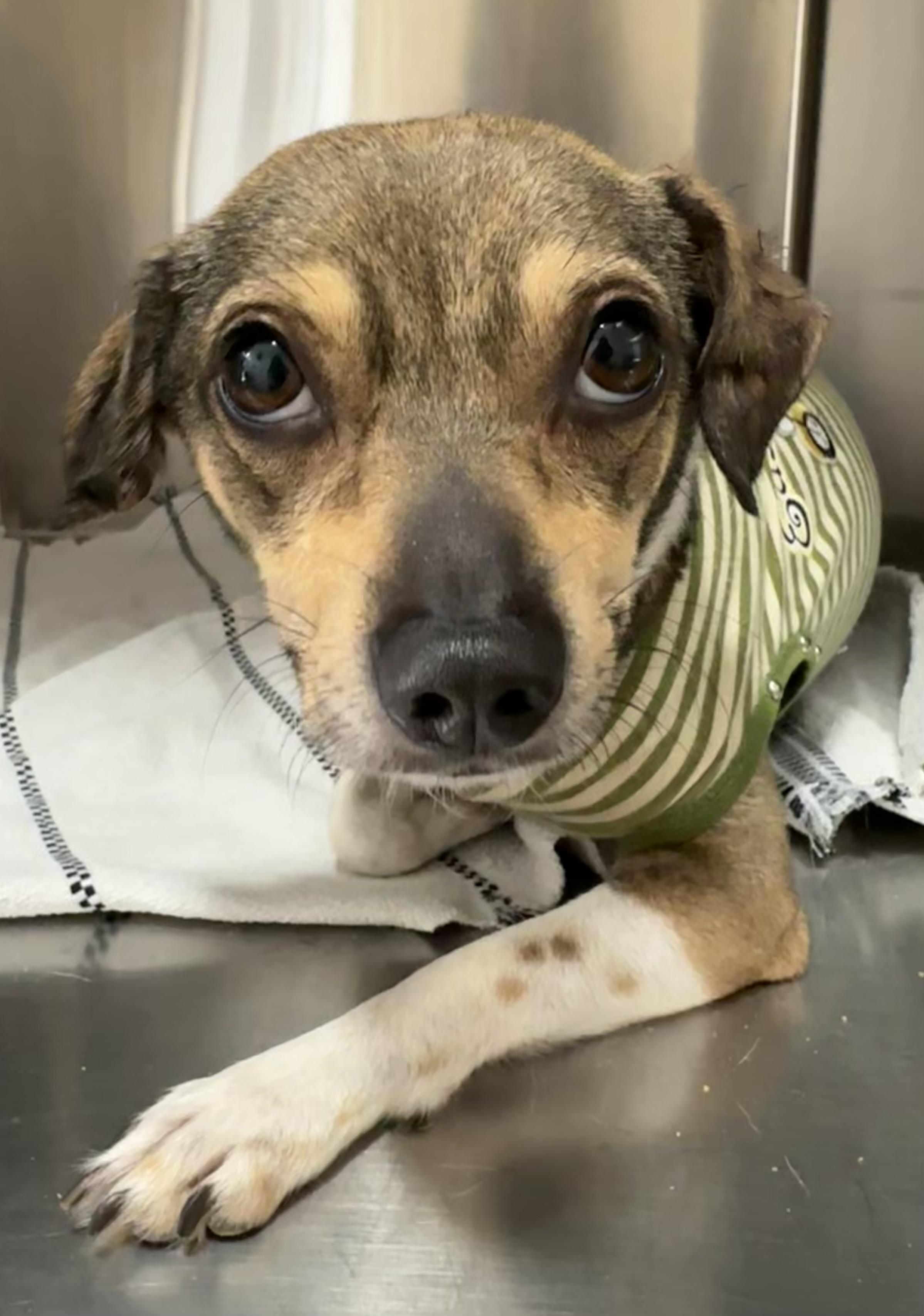 Enlarge Bobby, a ADOPTABLE mixed breed in Lawrenceville, GA image 3/5