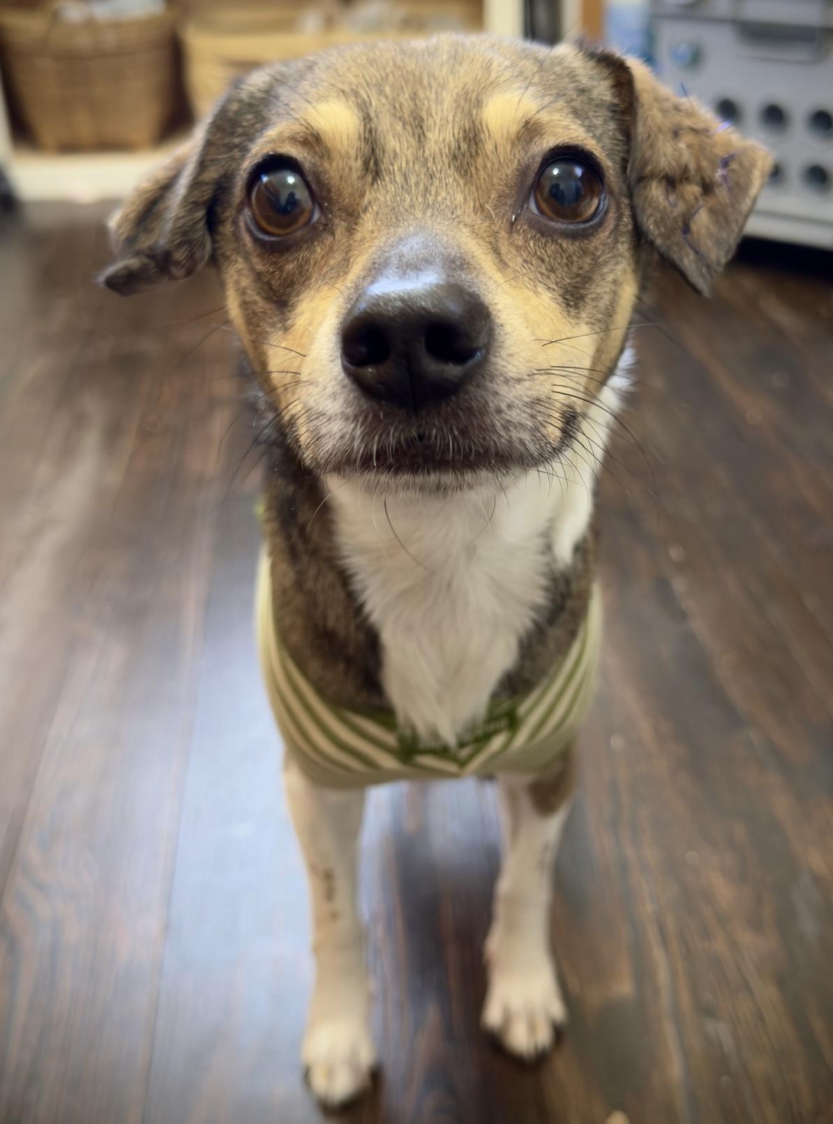 Enlarge Bobby, a ADOPTABLE mixed breed in Lawrenceville, GA image 2/5