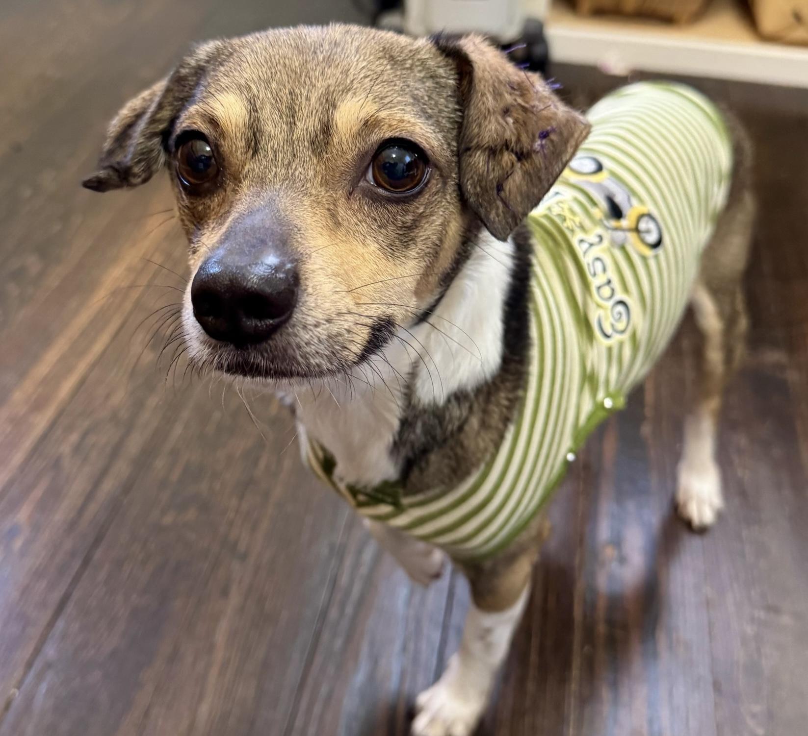 Enlarge Bobby, a ADOPTABLE mixed breed in Lawrenceville, GA image 4/5