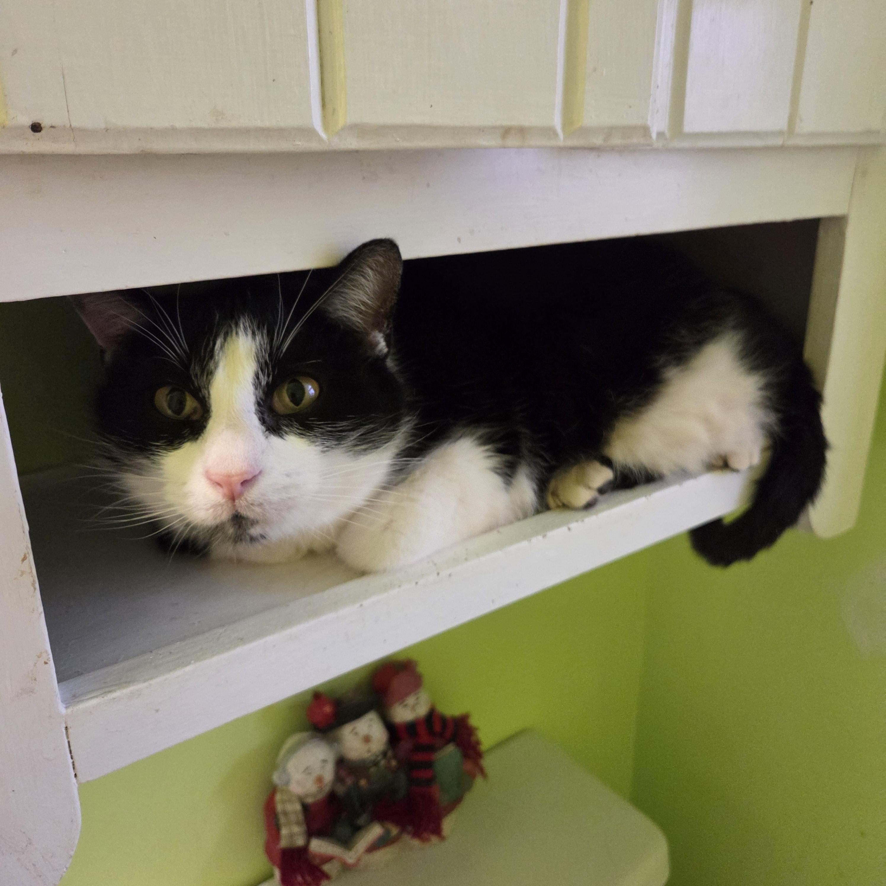 Joseph, ADOPTABLE, Adult Male Domestic Short Hair.