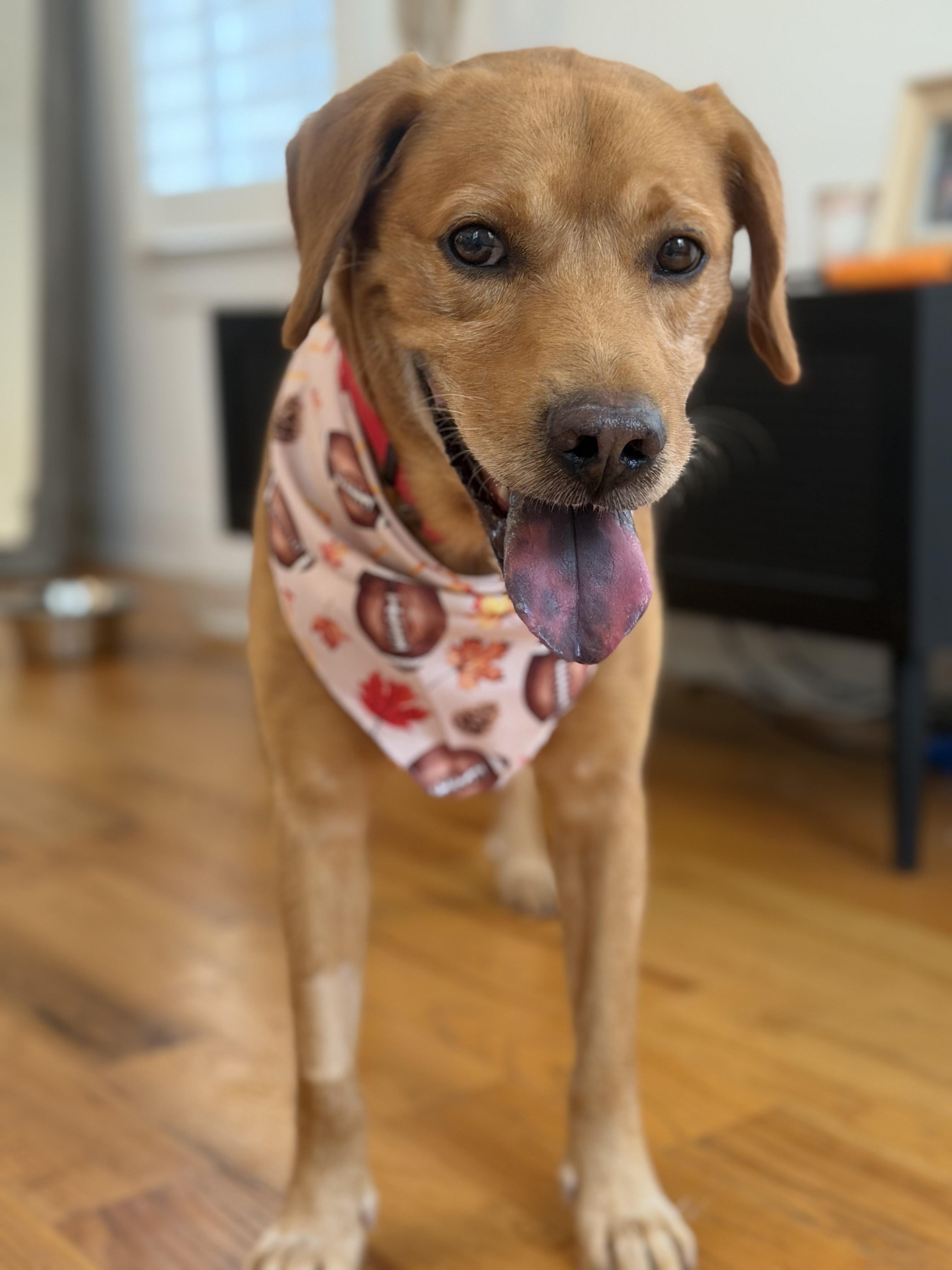 Enlarge Blaze, a Adoptable mixed breed in Charlotte, NC image 1/1