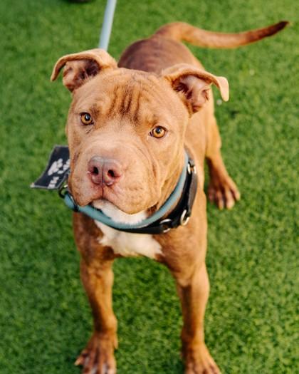 Ichabod — thumbnail 2