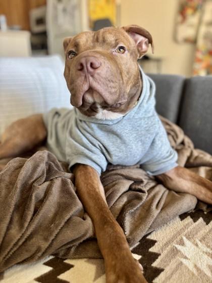 Ichabod — thumbnail 3