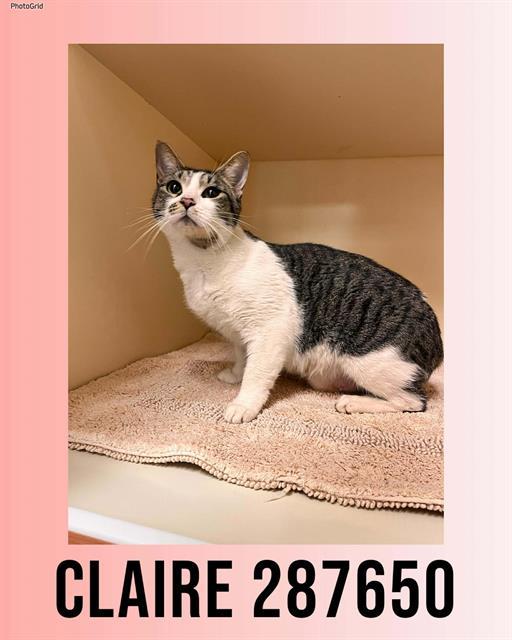 Enlarge CLAIRE, a Adoptable Domestic Short Hair in Macon, GA image 1/1
