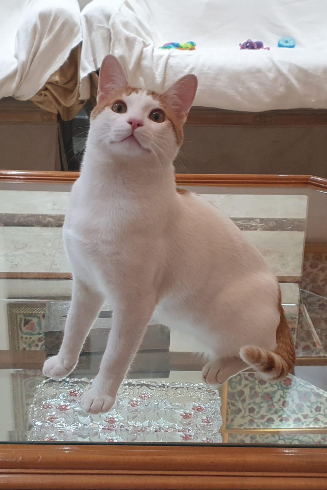 Gerry- Affectionate young boy - good with cat-friendly dogs, a ADOPTABLE mixed breed in North York, ON image 2/6