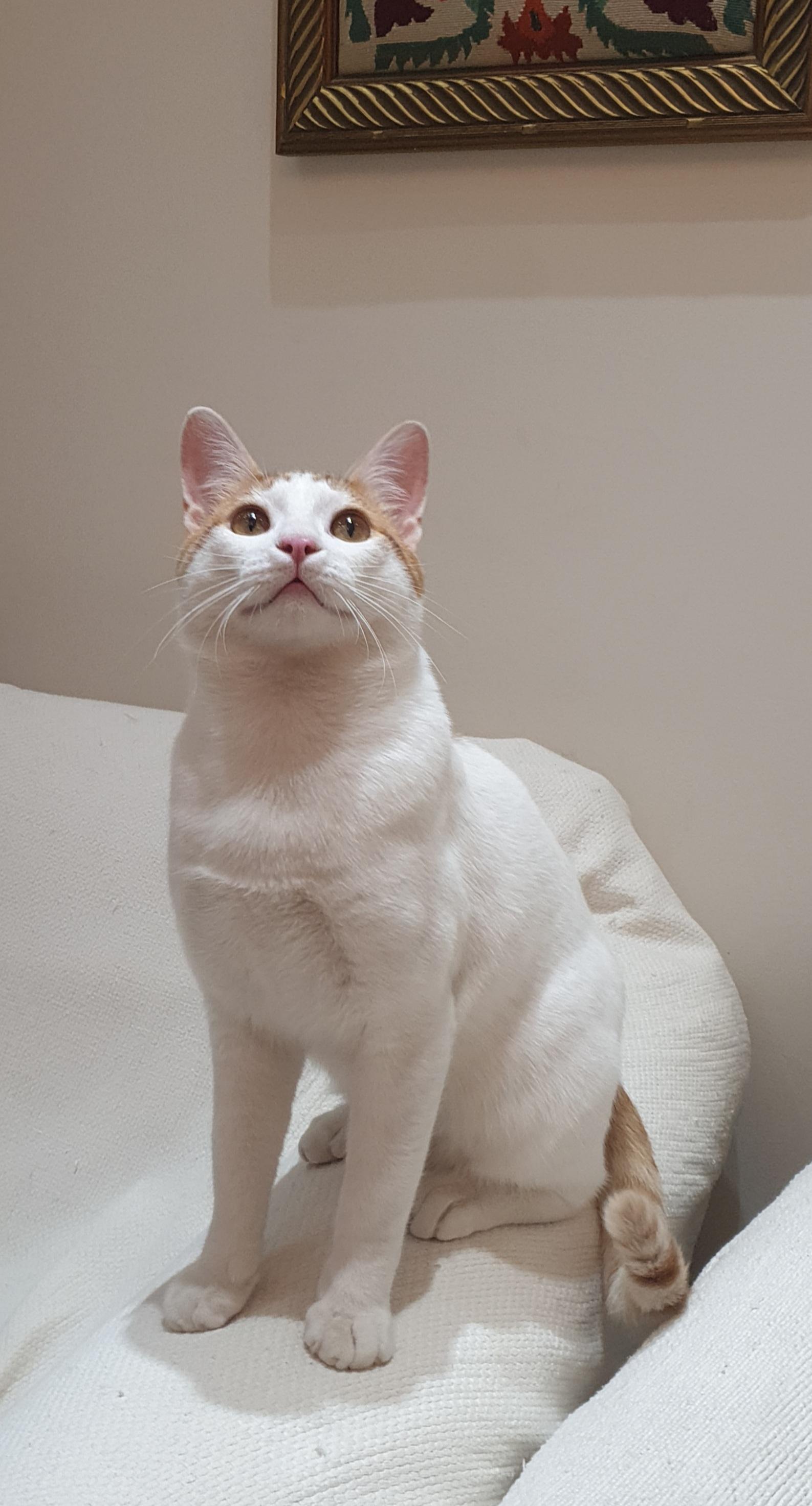 Gerry- Affectionate young boy - good with cat-friendly dogs, a ADOPTABLE mixed breed in North York, ON image 5/6