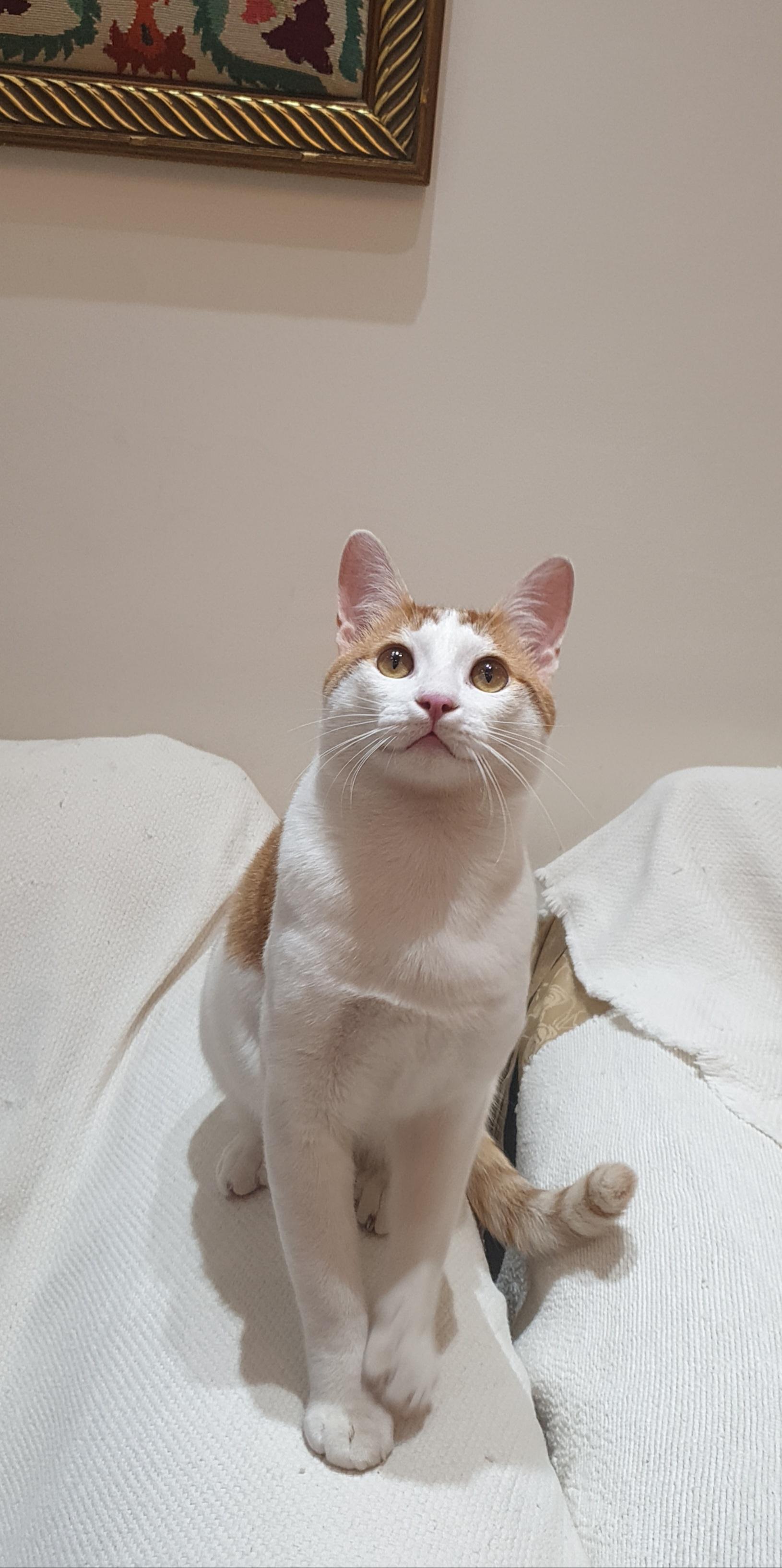 Gerry- Affectionate young boy - good with cat-friendly dogs, a ADOPTABLE mixed breed in North York, ON image 4/6