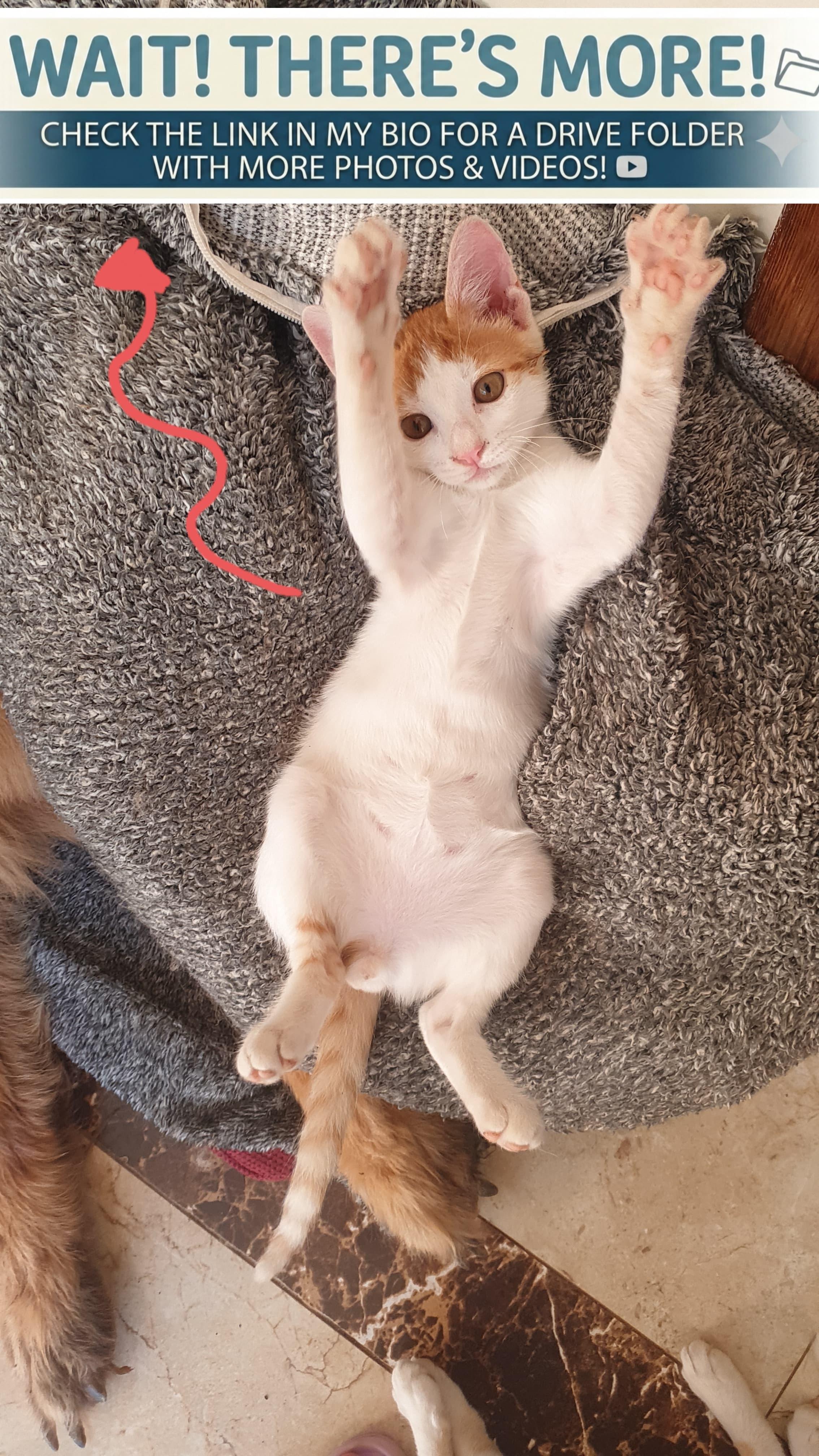 Gerry- Affectionate young boy - good with cat-friendly dogs, a ADOPTABLE mixed breed in North York, ON image 3/6