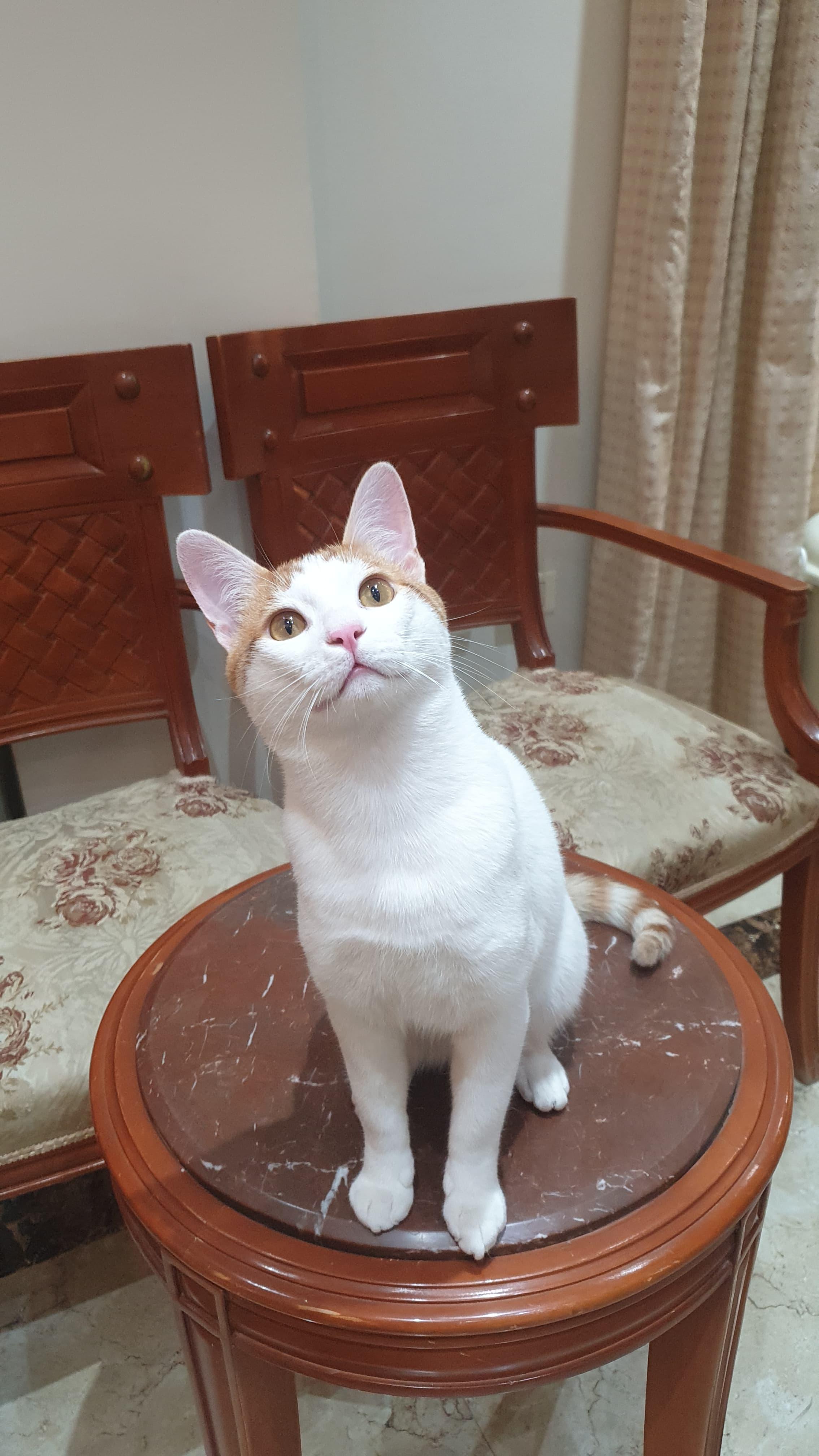 Gerry- Affectionate young boy - good with cat-friendly dogs, a ADOPTABLE mixed breed in North York, ON image 6/6