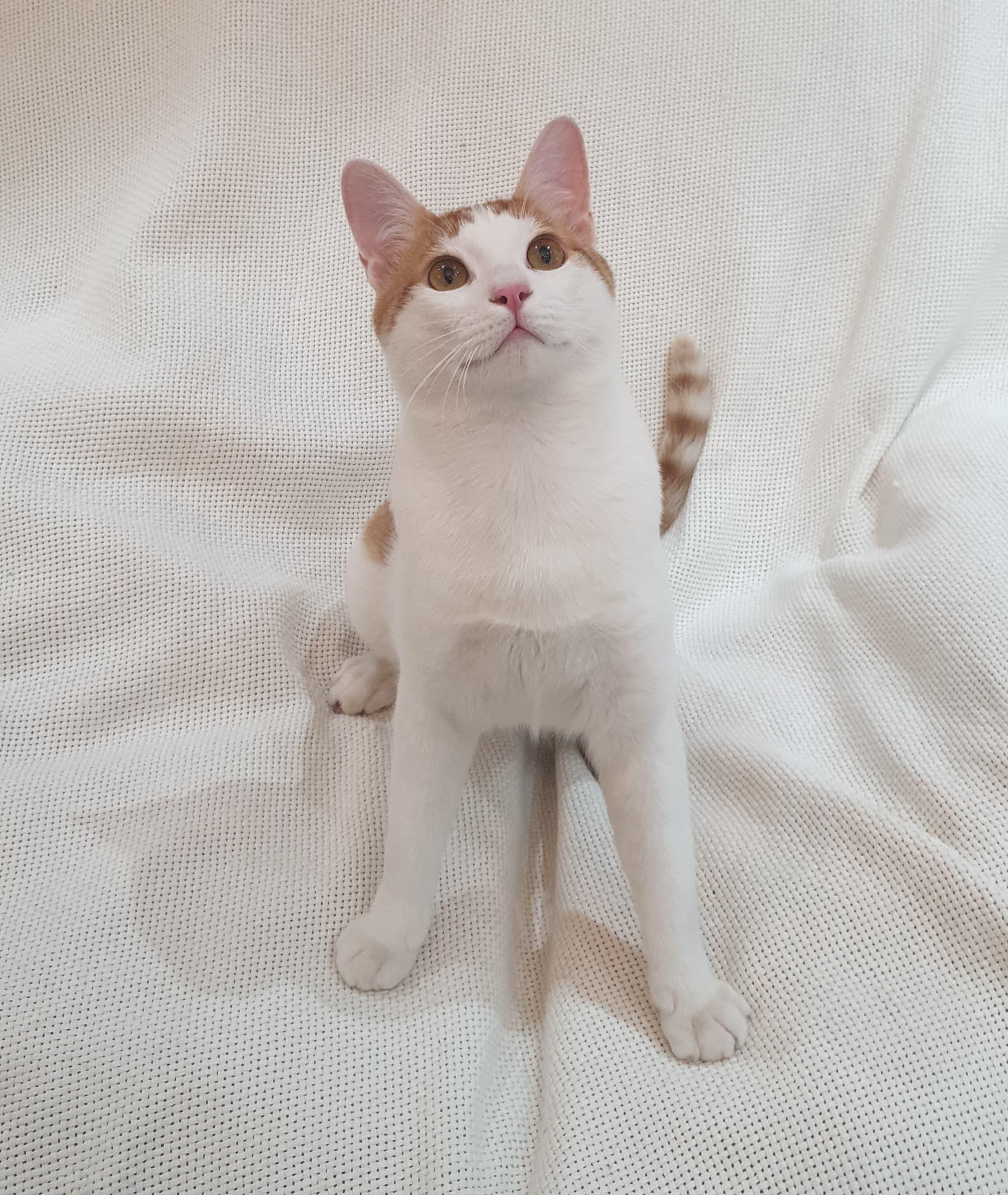 Gerry- Affectionate young boy - good with cat-friendly dogs, ADOPTABLE, Kitten Male Domestic Short Hair.