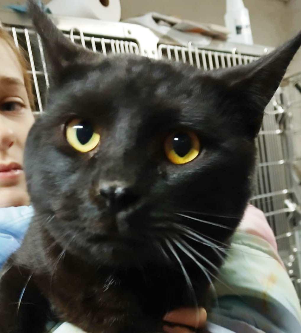 Snickerdoodle, a Adoptable Domestic Short Hair in Princeton, IN image 1/2