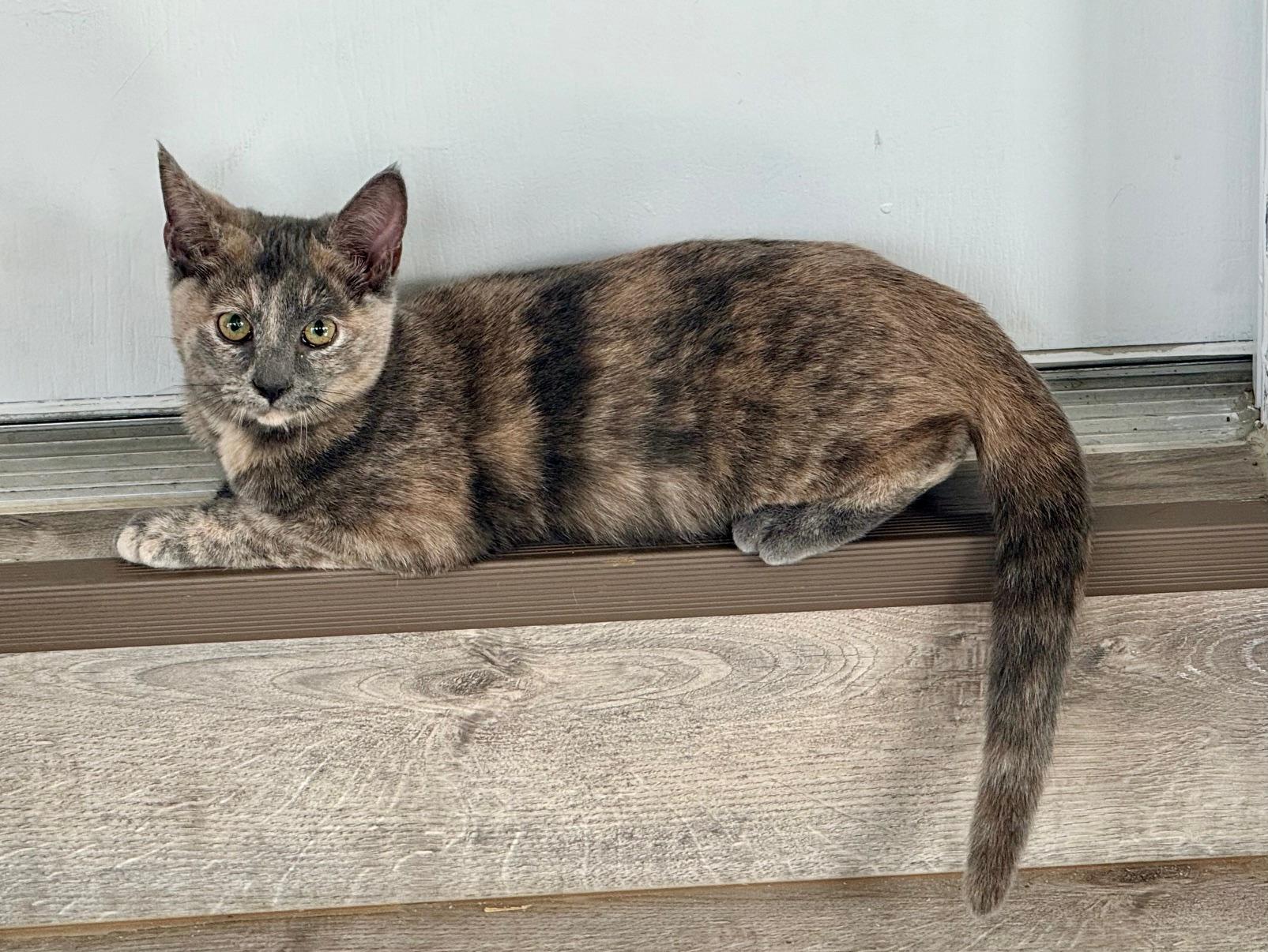 Clover, Adoptable, Kitten Female Calico.