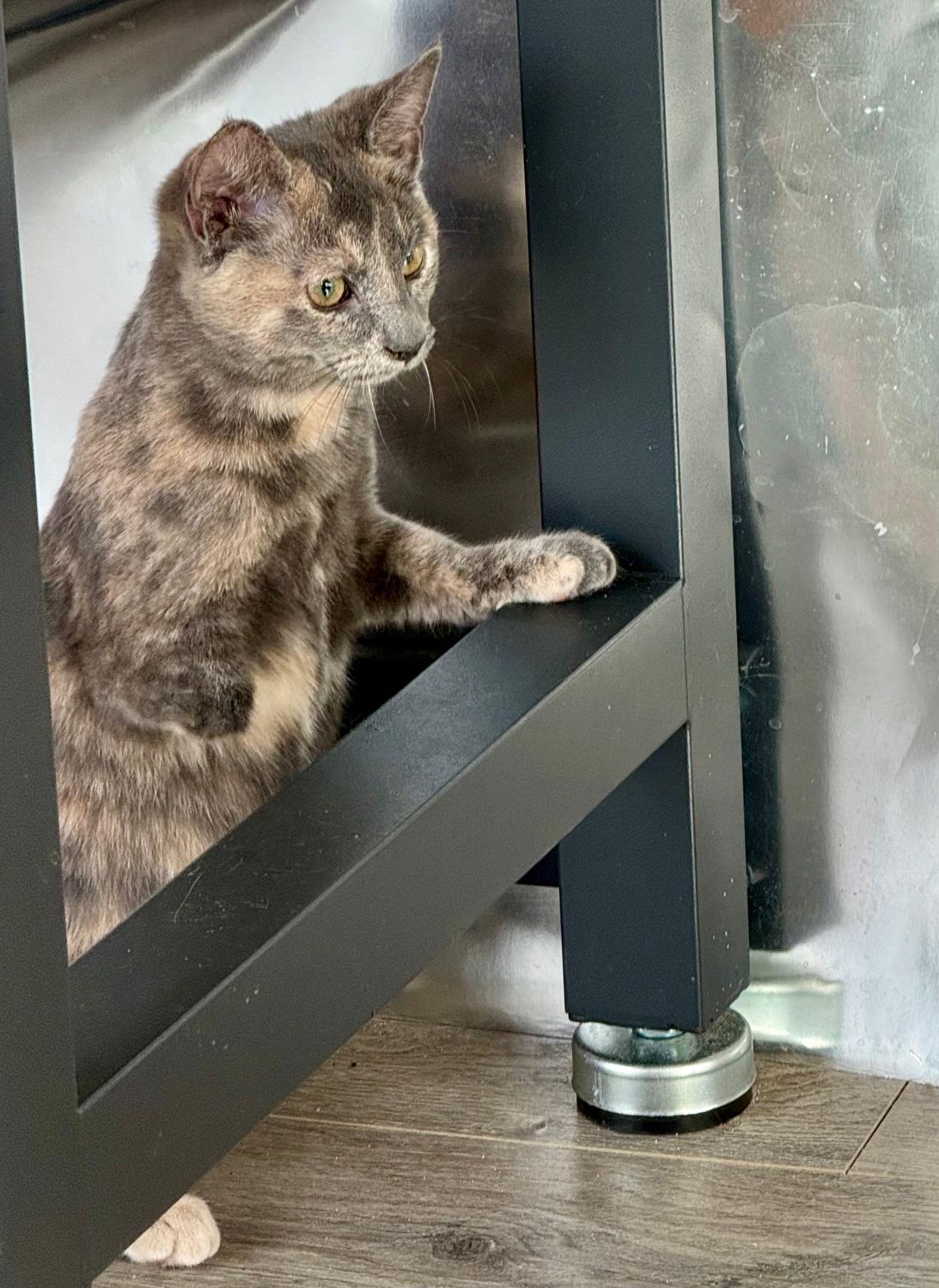 Enlarge Clover, a Adoptable Calico in Johnson City, TN image 2/3