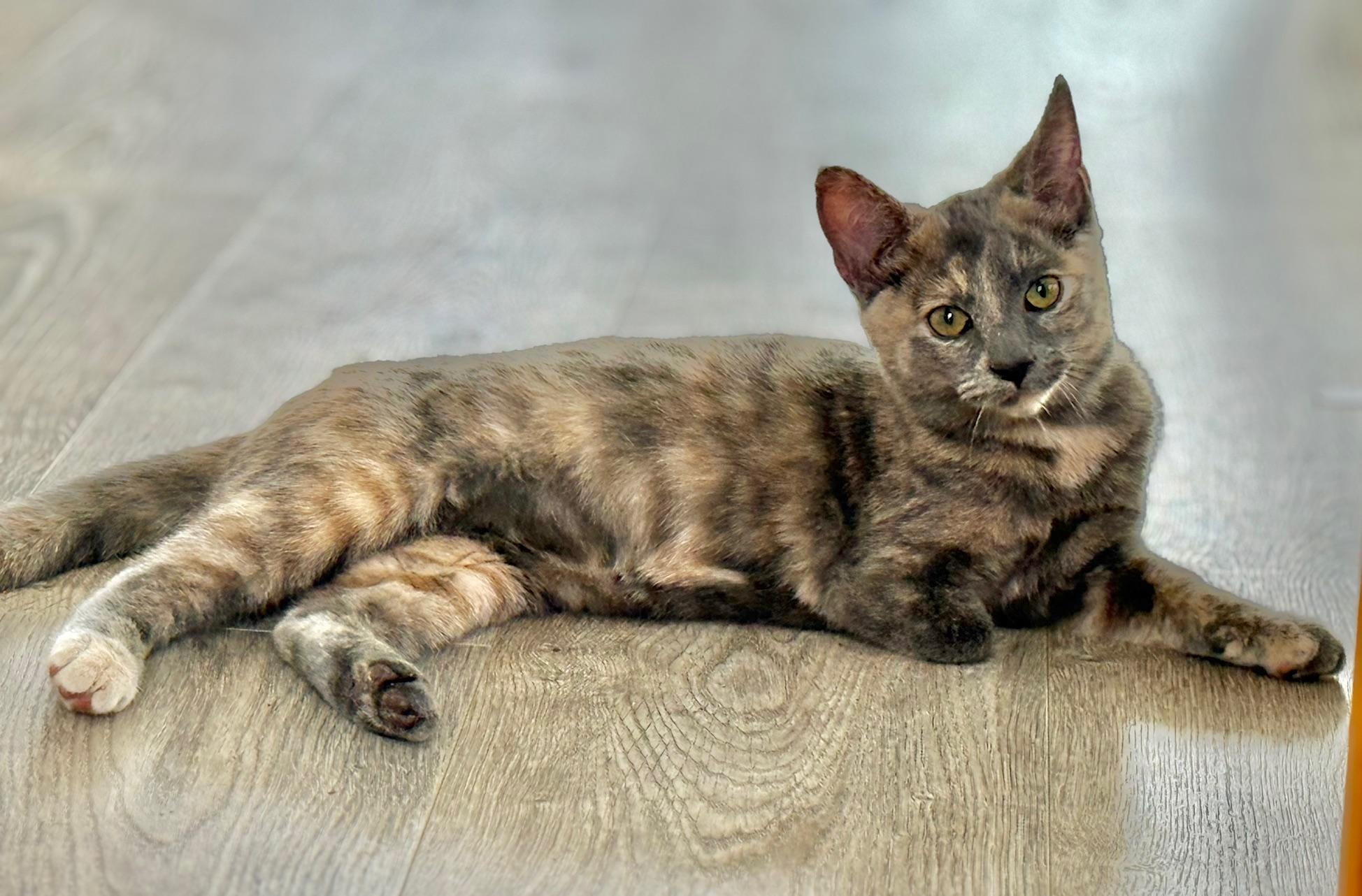 Enlarge Clover, a Adoptable Calico in Johnson City, TN image 3/3