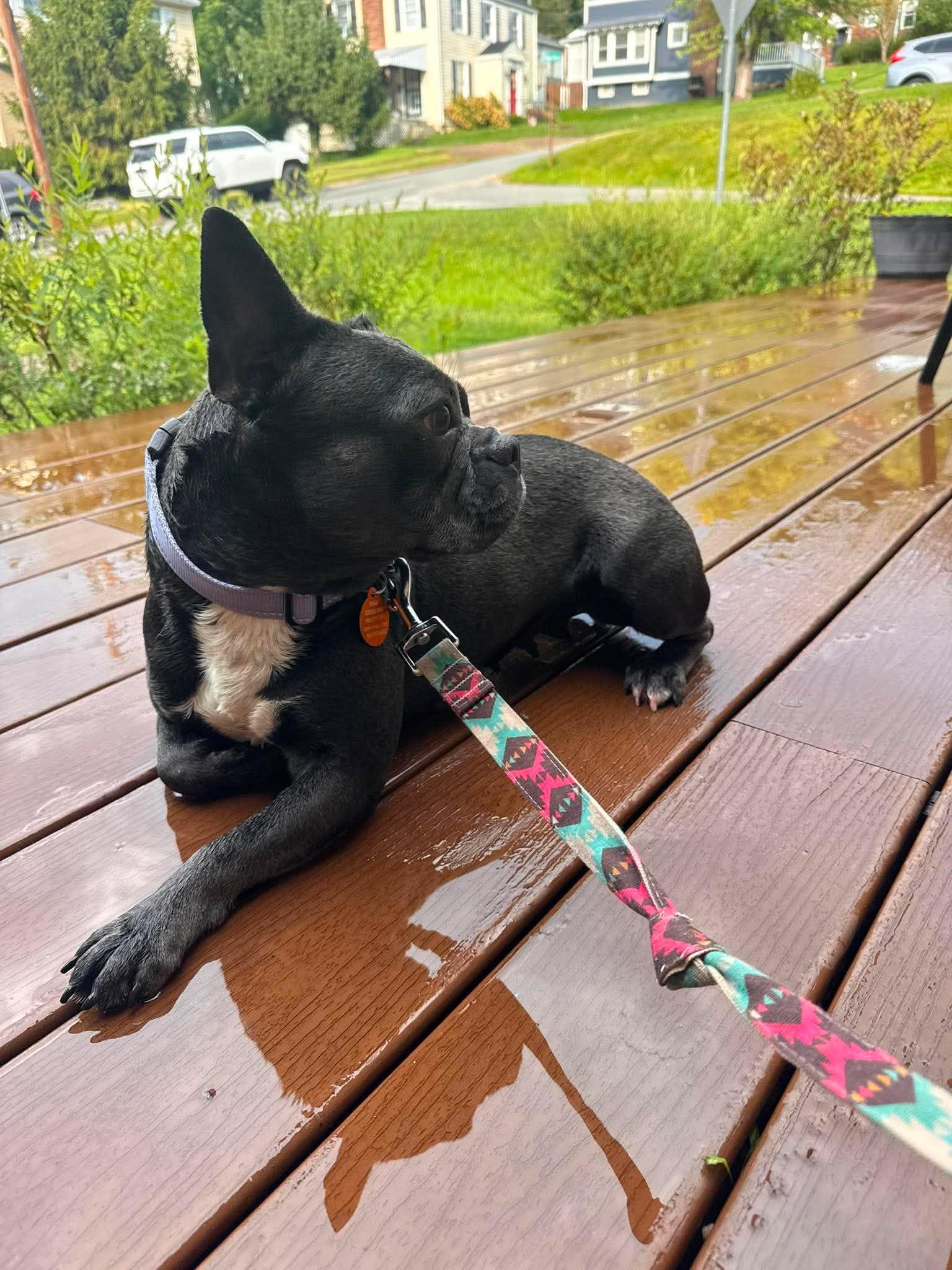 Callista, a ADOPTABLE mixed breed in St. Clairsville, OH image 2/3