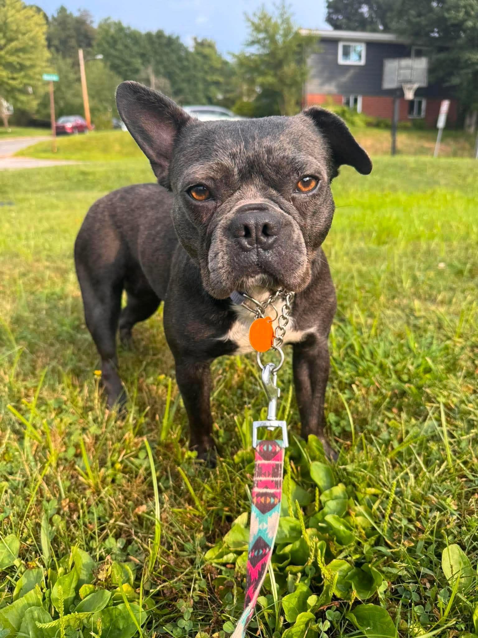Callista, ADOPTABLE, Young Female French Bulldog & Boston Terrier.