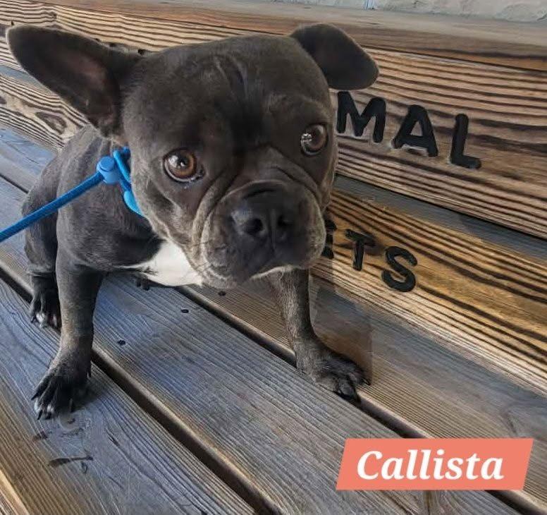 Callista, a ADOPTABLE mixed breed in St. Clairsville, OH image 3/3