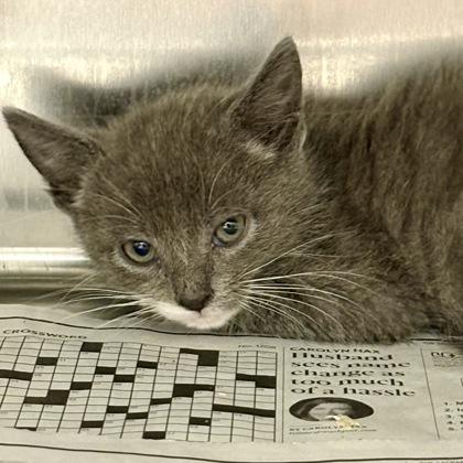 Electronic Dance Carnival, Adoptable, Kitten Male Domestic Short Hair.