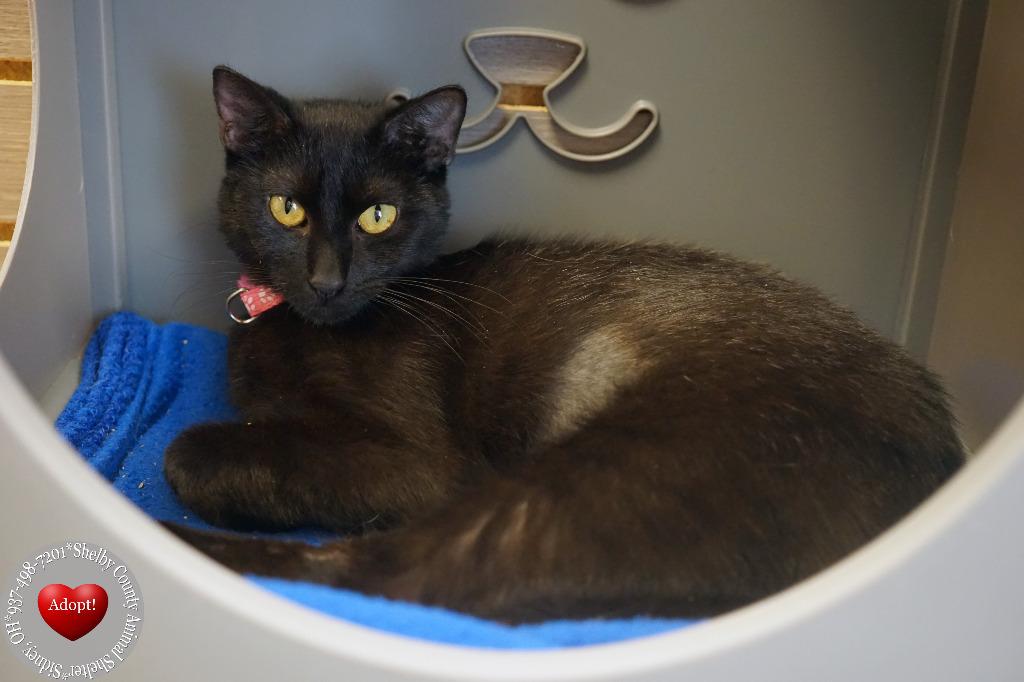 River, Adoptable, Young Female Domestic Short Hair.